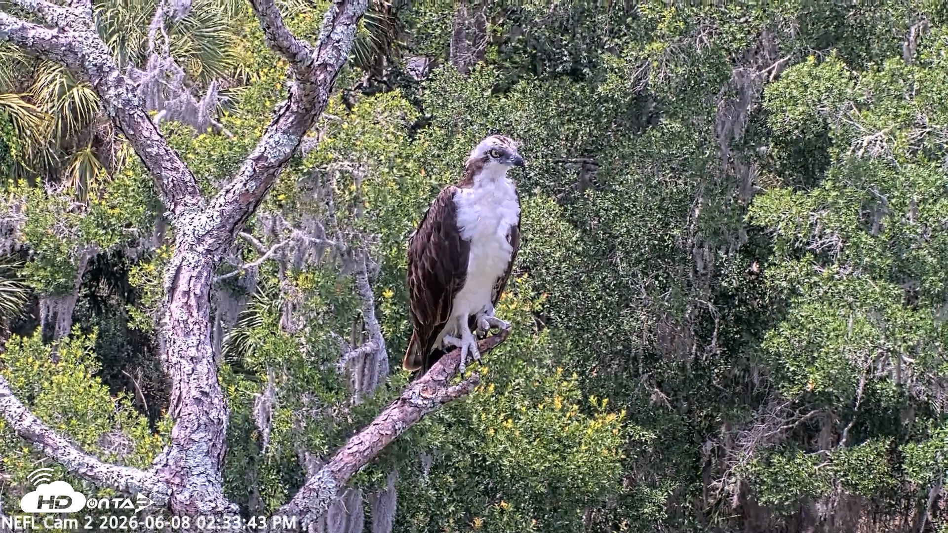 Snapshot of NE Florida Eagles Live Webcam taken Jun 8, 2026, 2:34pm EDT