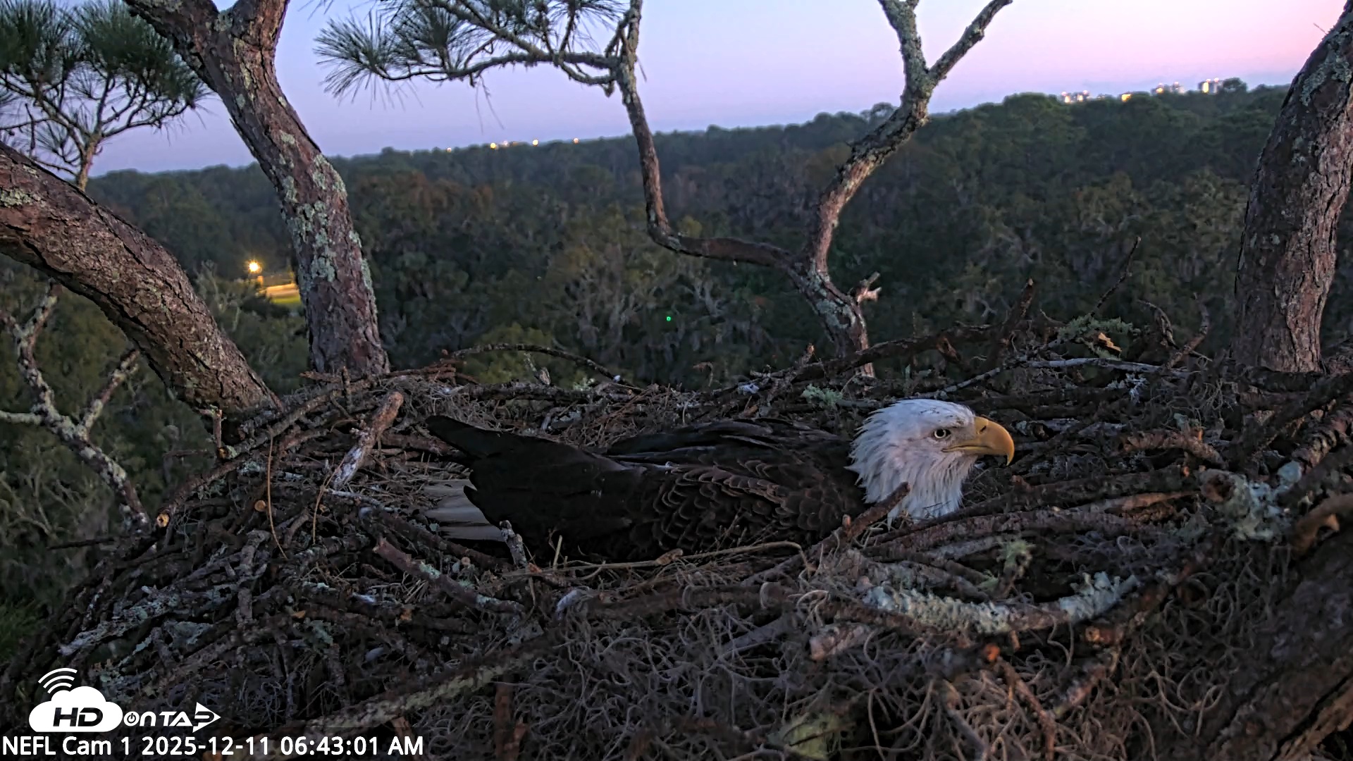 Snapshot of NE Florida Eagles Live Webcam taken Dec 11, 2025, 6:43am EST