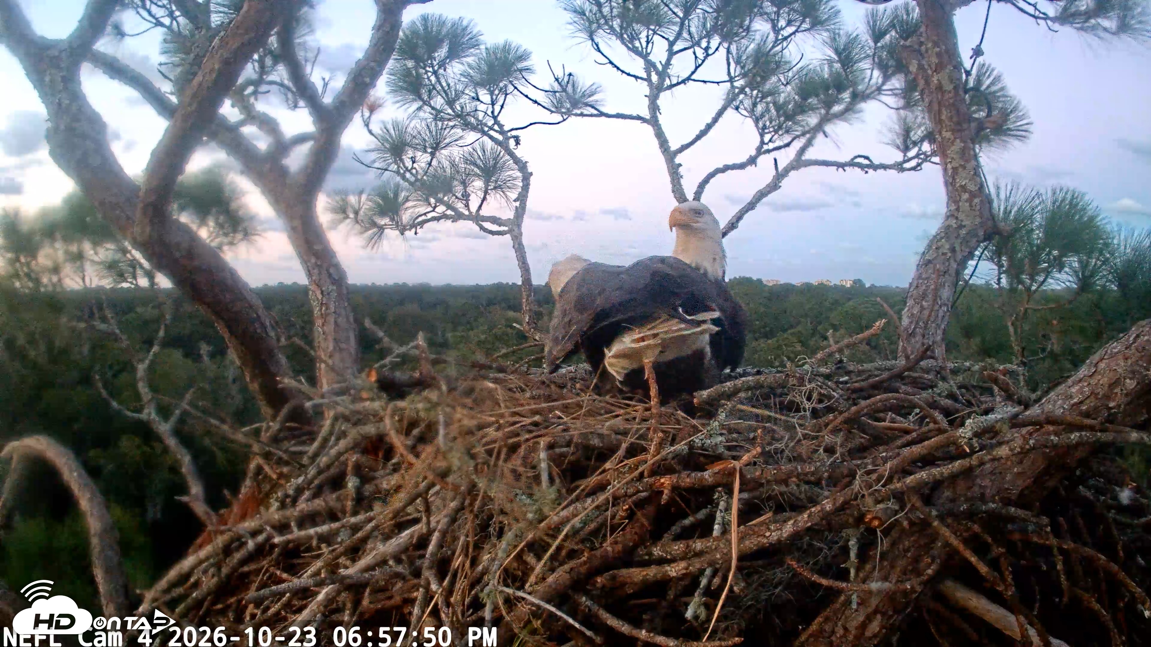 Snapshot of NE Florida Eagles Live Webcam taken Oct 23, 2026, 6:58pm EDT