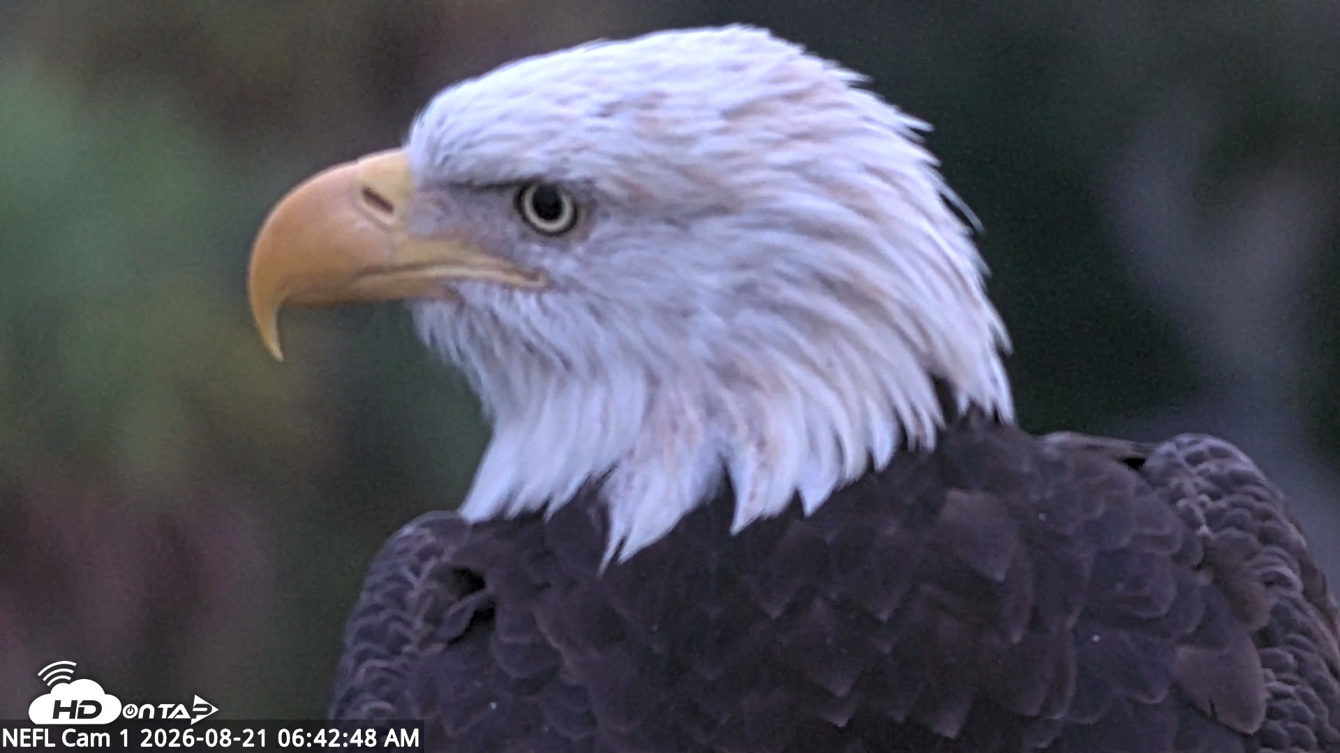 Snapshot of NE Florida Eagles Live Webcam taken Aug 21, 2026, 6:43am EDT
