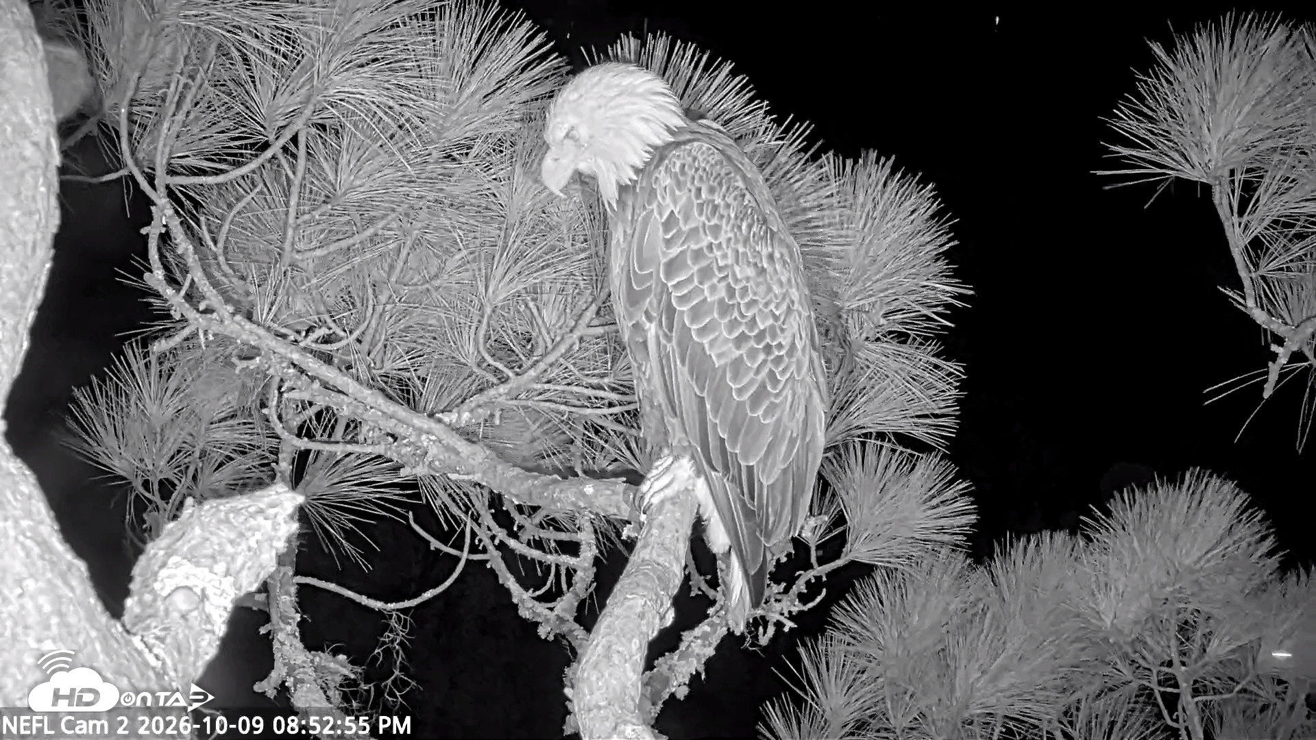 Snapshot of NE Florida Eagles Live Webcam taken Oct 9, 2026, 8:53pm EDT