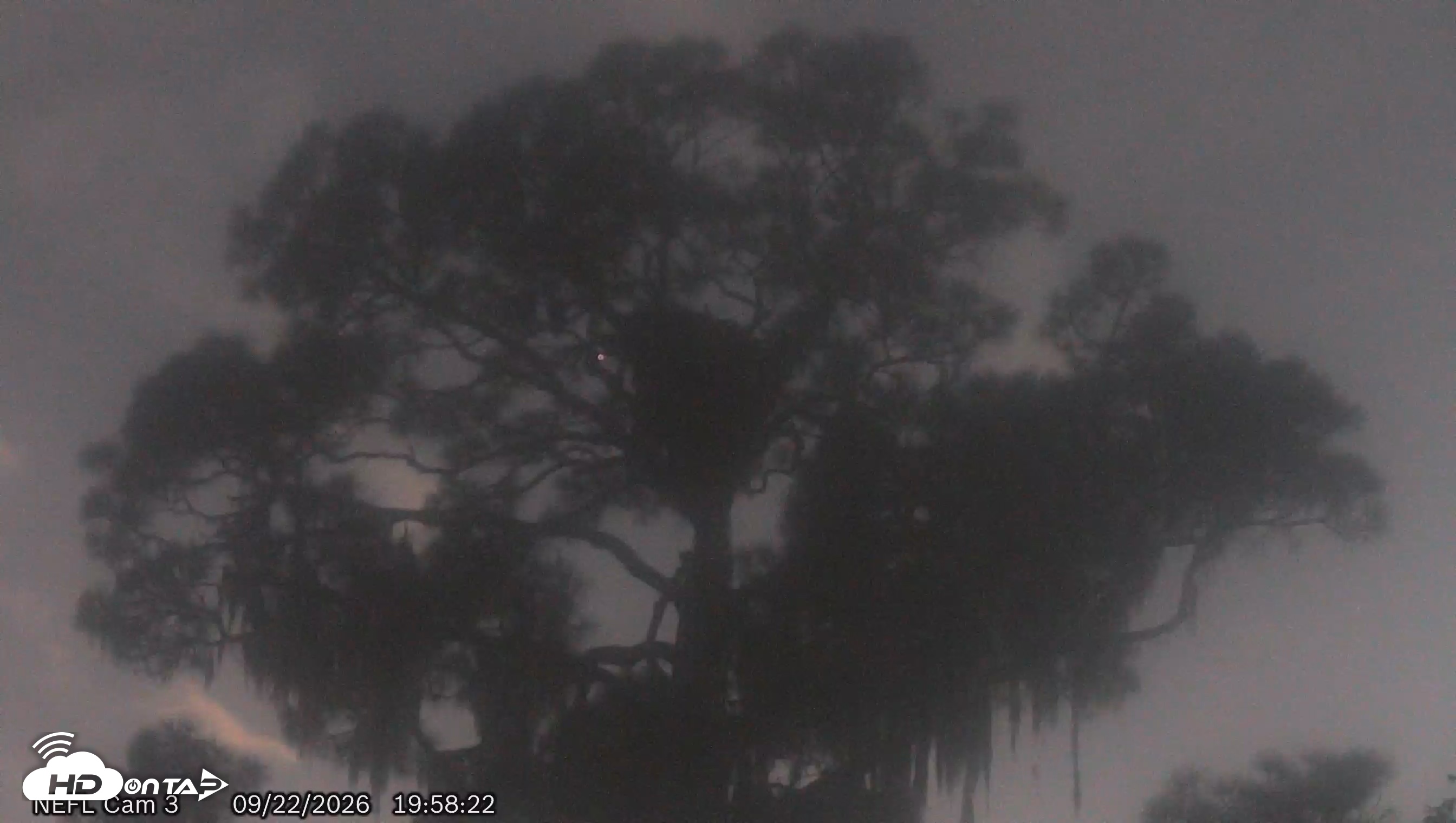 Snapshot of NE Florida Eagles Live Webcam taken Sep 22, 2026, 7:59pm EDT
