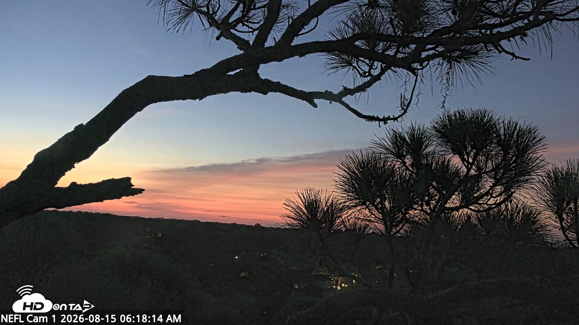 Snapshot of NE Florida Eagles Live Webcam taken Aug 15, 2026, 6:19am EDT