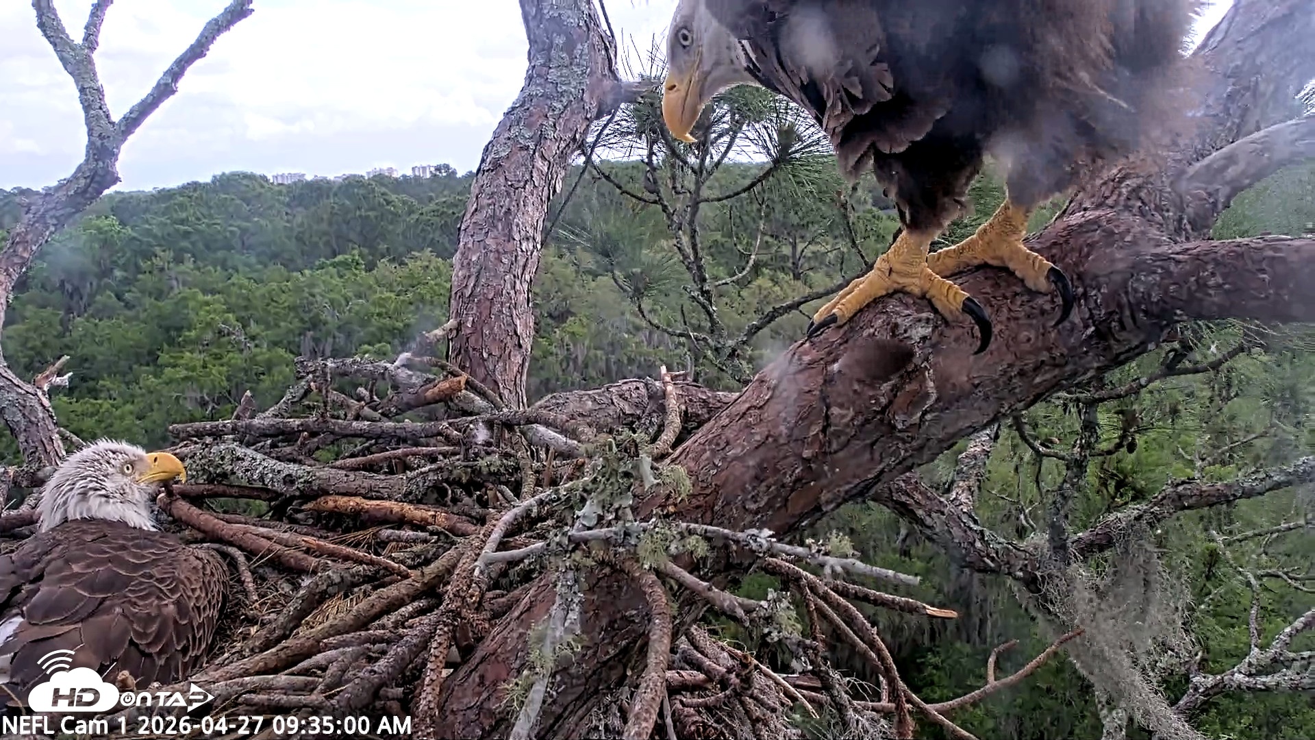 Snapshot of NE Florida Eagles Live Webcam taken Apr 27, 2026, 9:35am EDT