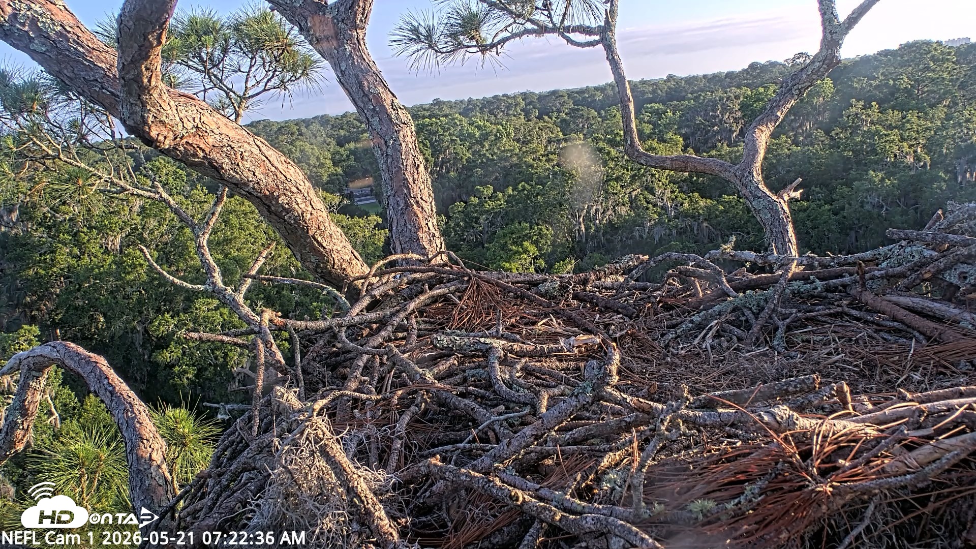 Snapshot of NE Florida Eagles Live Webcam taken May 21, 2026, 7:24am EDT