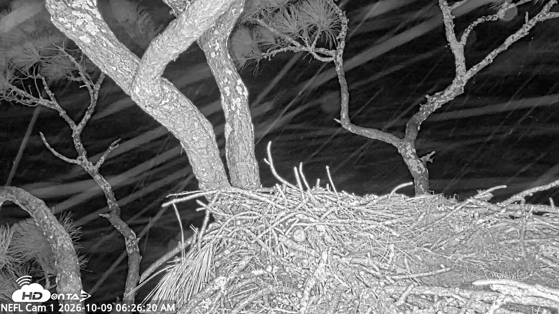 Snapshot of NE Florida Eagles Live Webcam taken Oct 9, 2026, 6:27am EDT