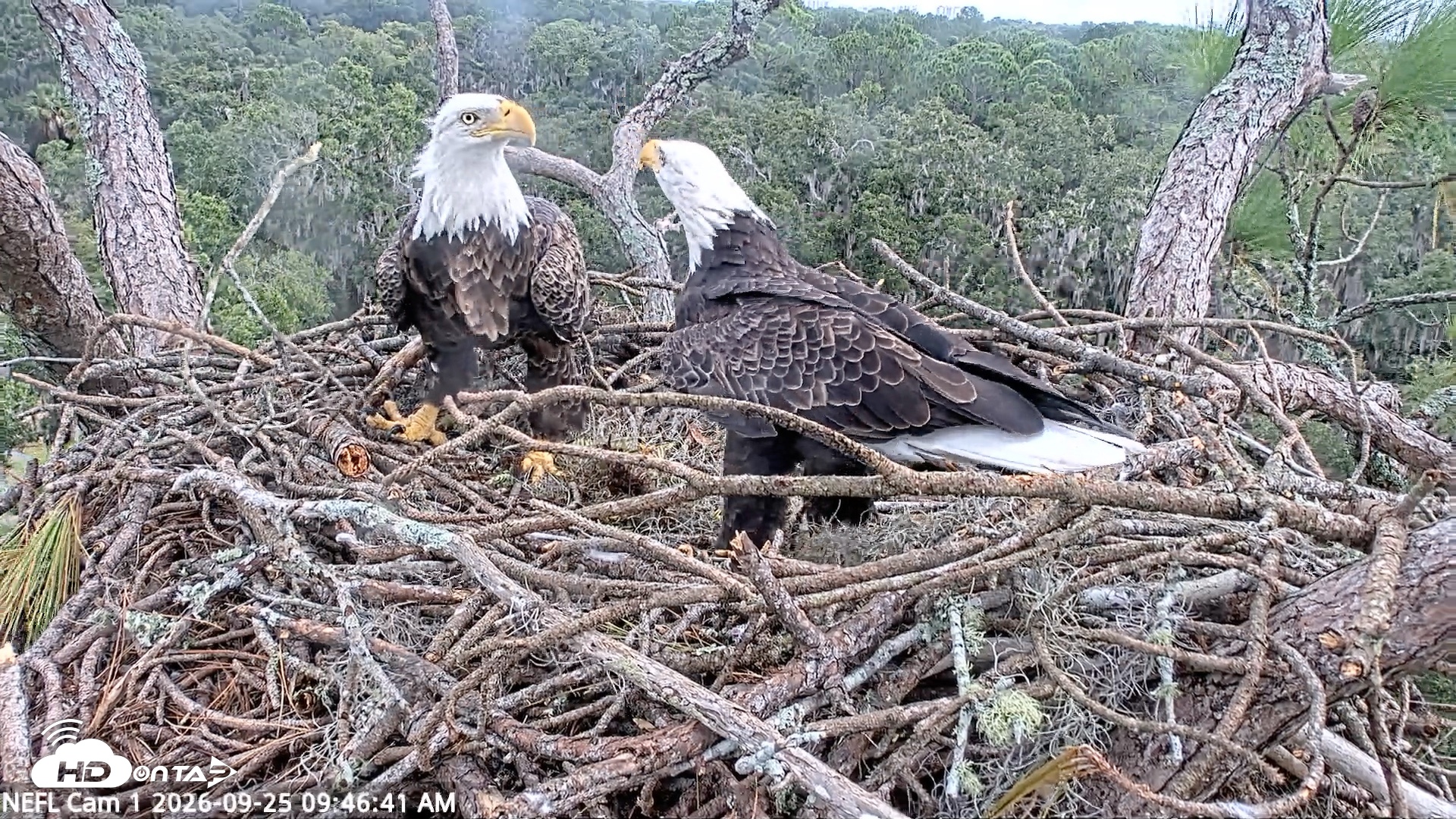 Snapshot of NE Florida Eagles Live Webcam taken Sep 25, 2026, 9:47am EDT