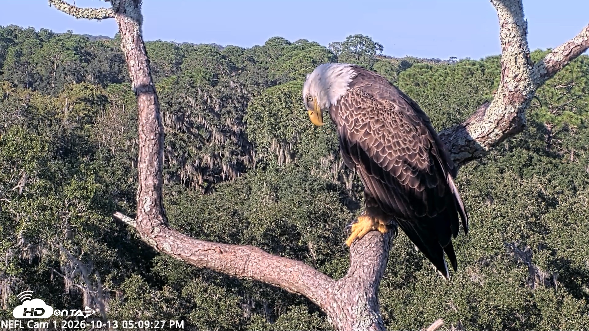 Snapshot of NE Florida Eagles Live Webcam taken Oct 13, 2026, 5:10pm EDT