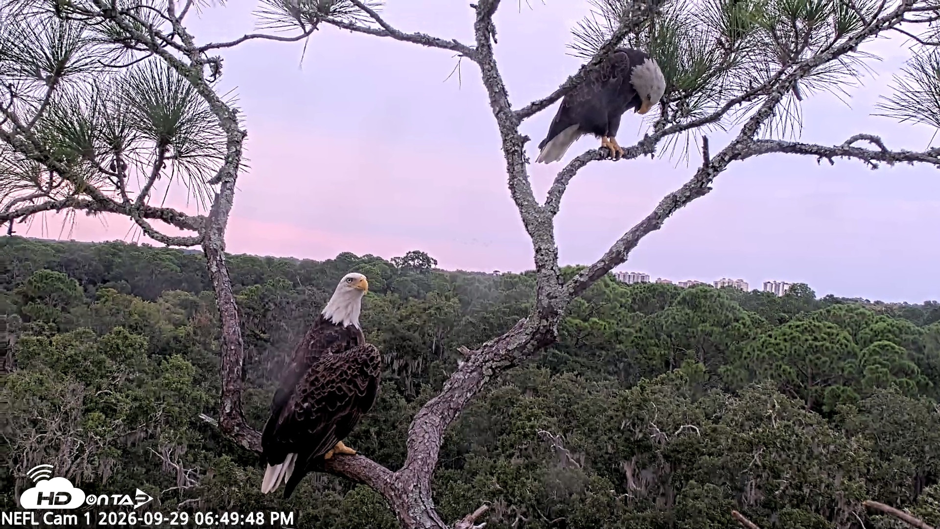 Snapshot of NE Florida Eagles Live Webcam taken Sep 29, 2026, 6:51pm EDT