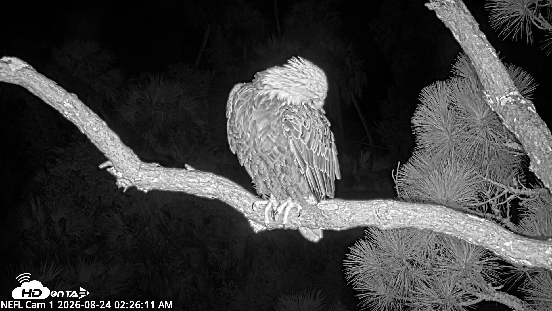 Snapshot of NE Florida Eagles Live Webcam taken Aug 24, 2026, 2:27am EDT