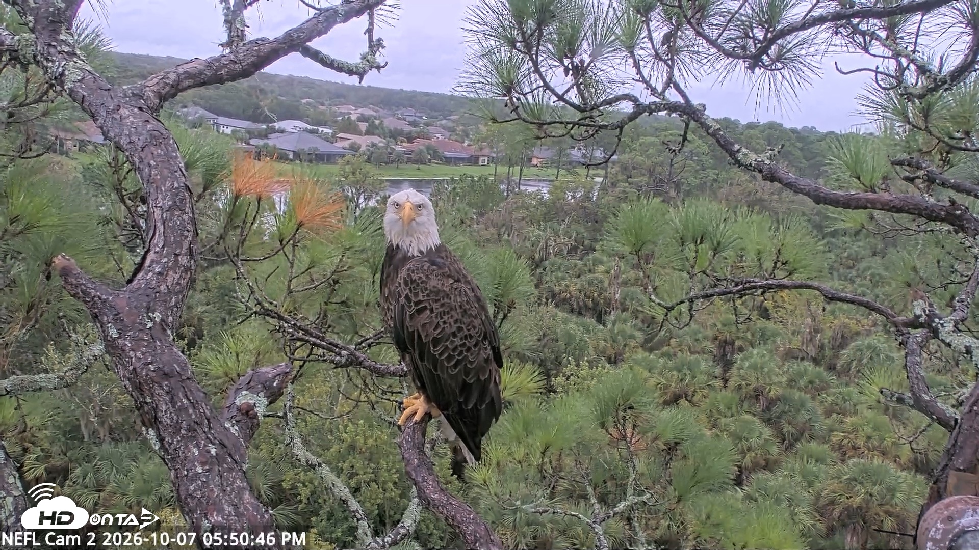 Snapshot of NE Florida Eagles Live Webcam taken Oct 7, 2026, 5:51pm EDT