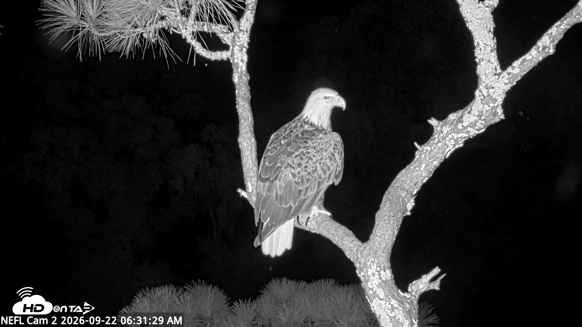 Snapshot of NE Florida Eagles Live Webcam taken Sep 22, 2026, 6:32am EDT