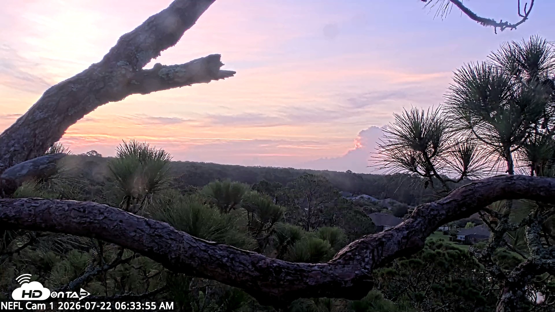 Snapshot of NE Florida Eagles Live Webcam taken Jul 22, 2026, 6:35am EDT