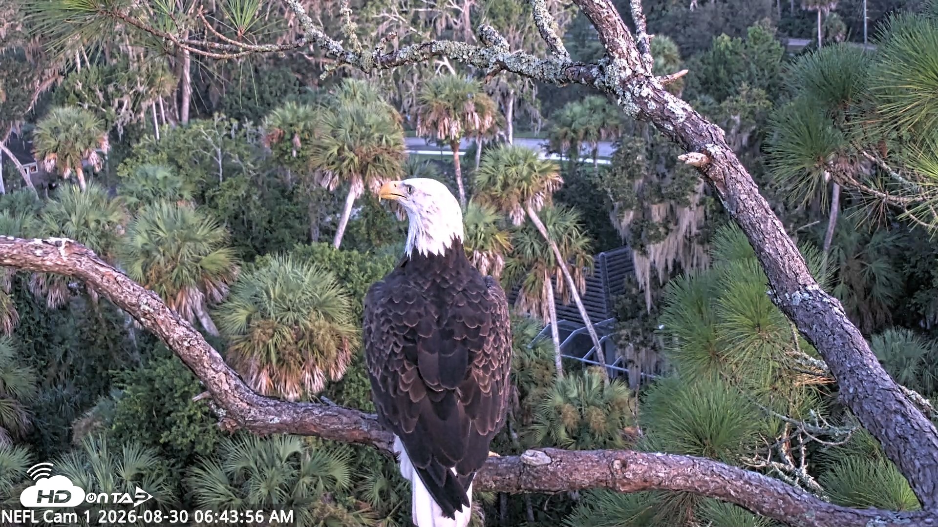 Snapshot of NE Florida Eagles Live Webcam taken Aug 30, 2026, 6:44am EDT