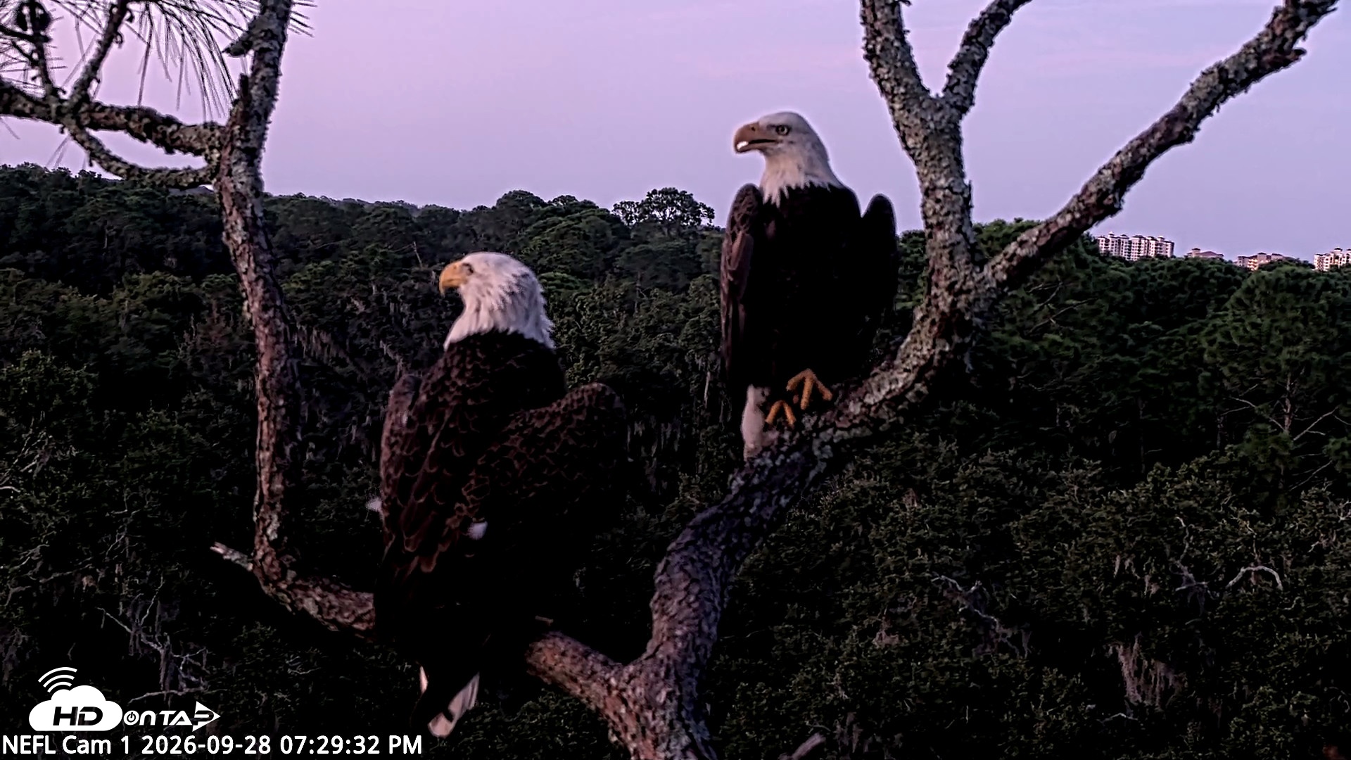 Snapshot of NE Florida Eagles Live Webcam taken Sep 28, 2026, 7:30pm EDT