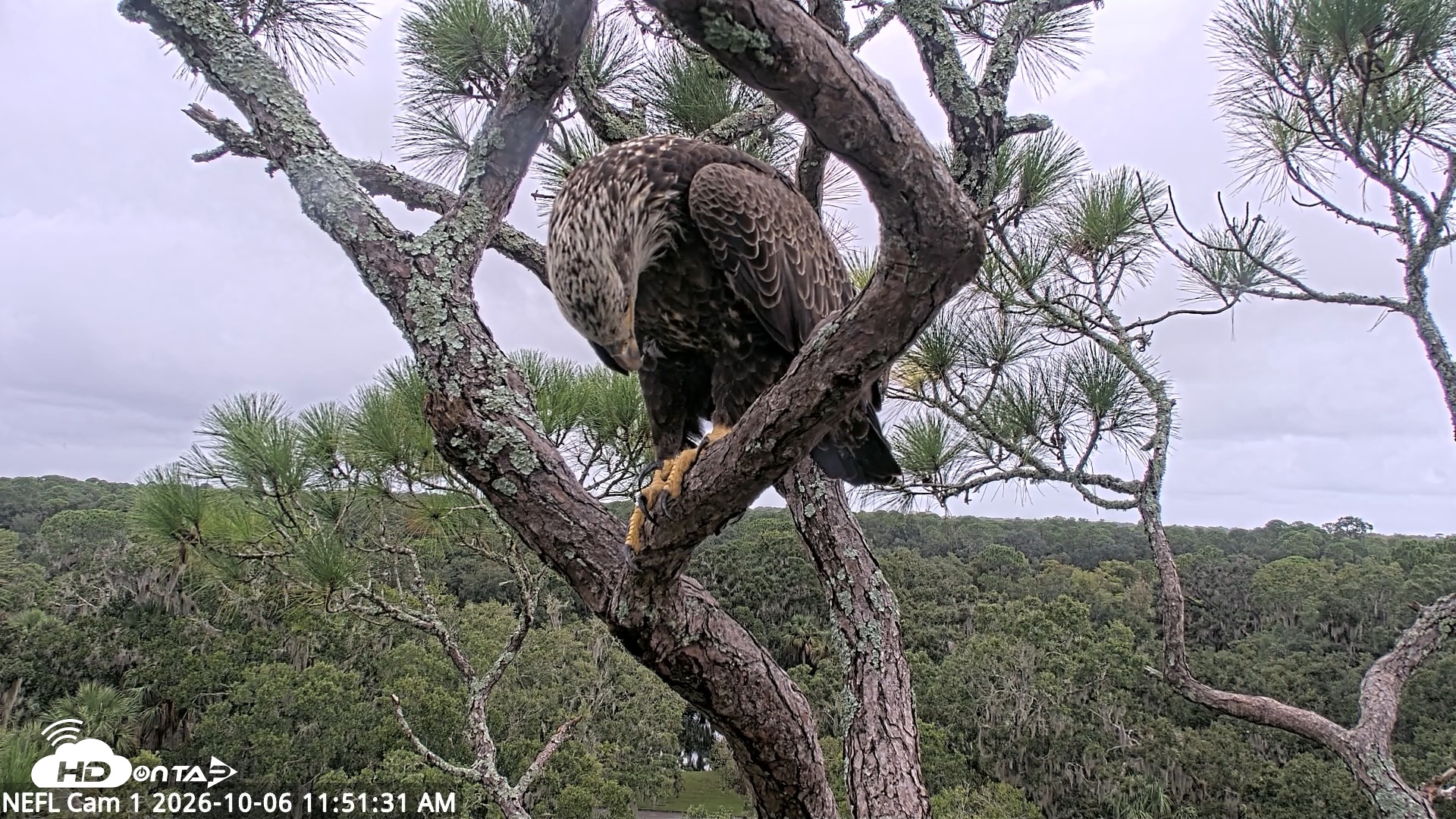 Snapshot of NE Florida Eagles Live Webcam taken Oct 6, 2026, 11:52am EDT