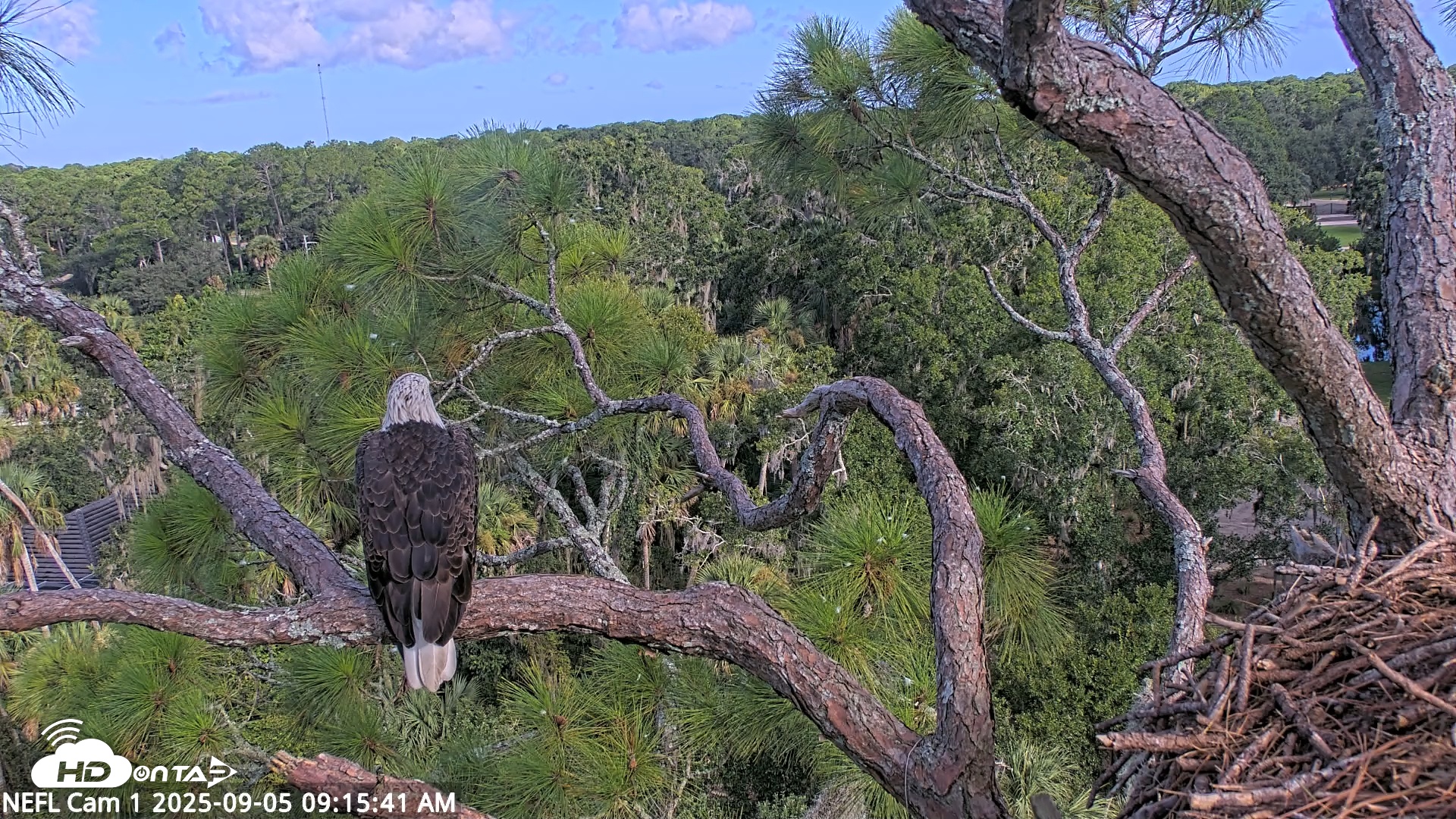 Snapshot of NE Florida Eagles Live Webcam taken Sep 5, 2025, 9:16am EDT