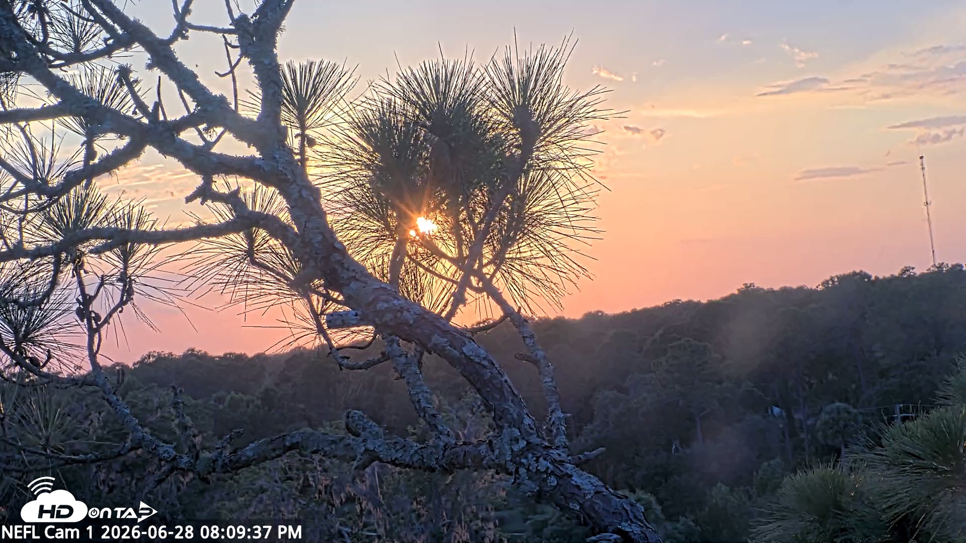 Snapshot of NE Florida Eagles Live Webcam taken Jun 28, 2026, 8:10pm EDT