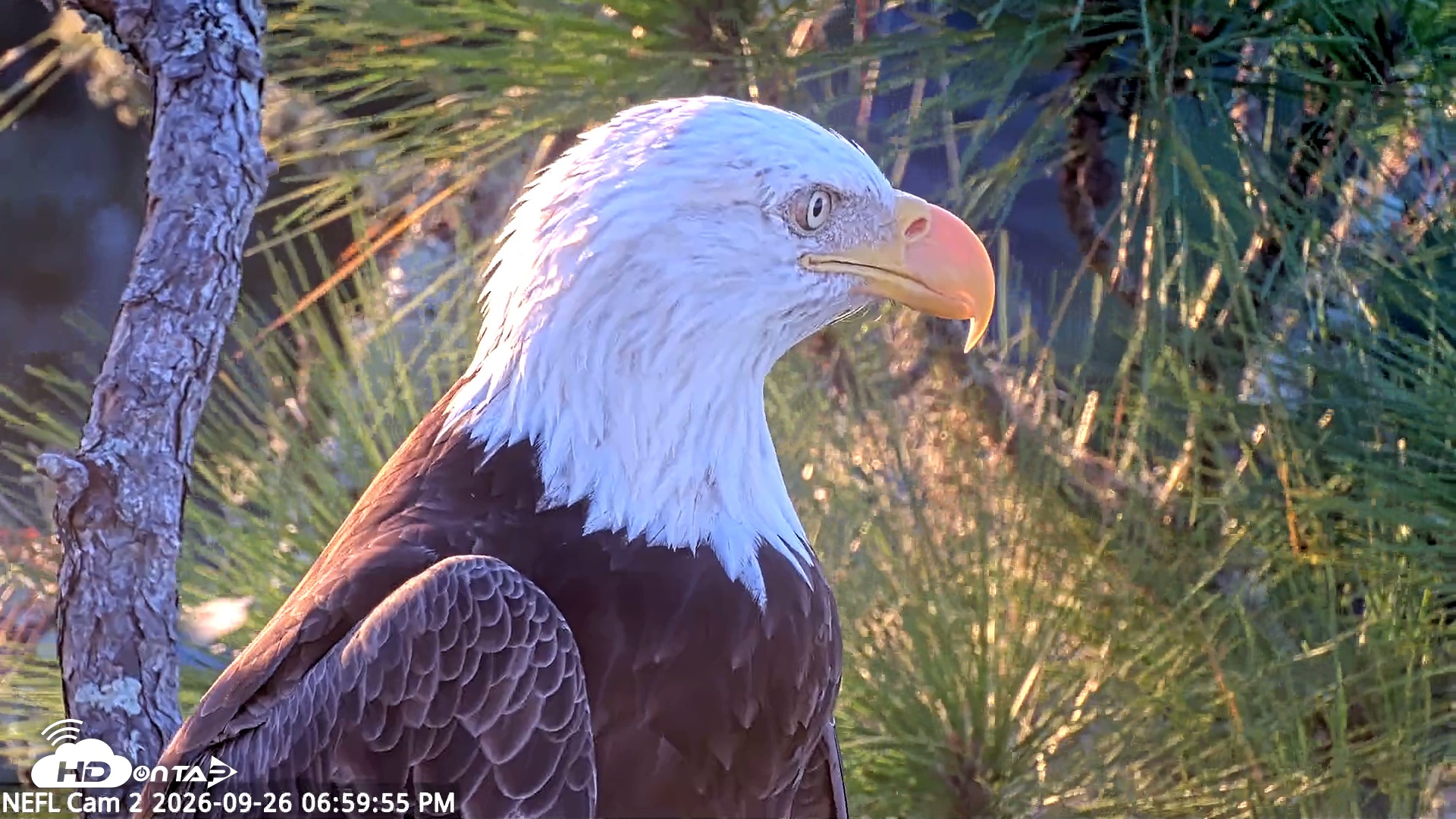 Snapshot of NE Florida Eagles Live Webcam taken Sep 26, 2026, 7:01pm EDT