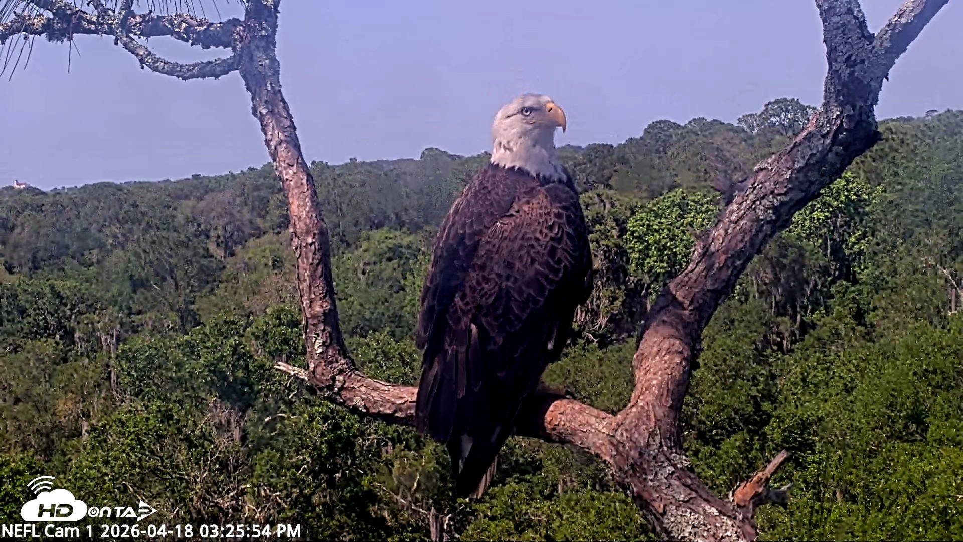 Snapshot of NE Florida Eagles Live Webcam taken Apr 18, 2026, 3:26pm EDT