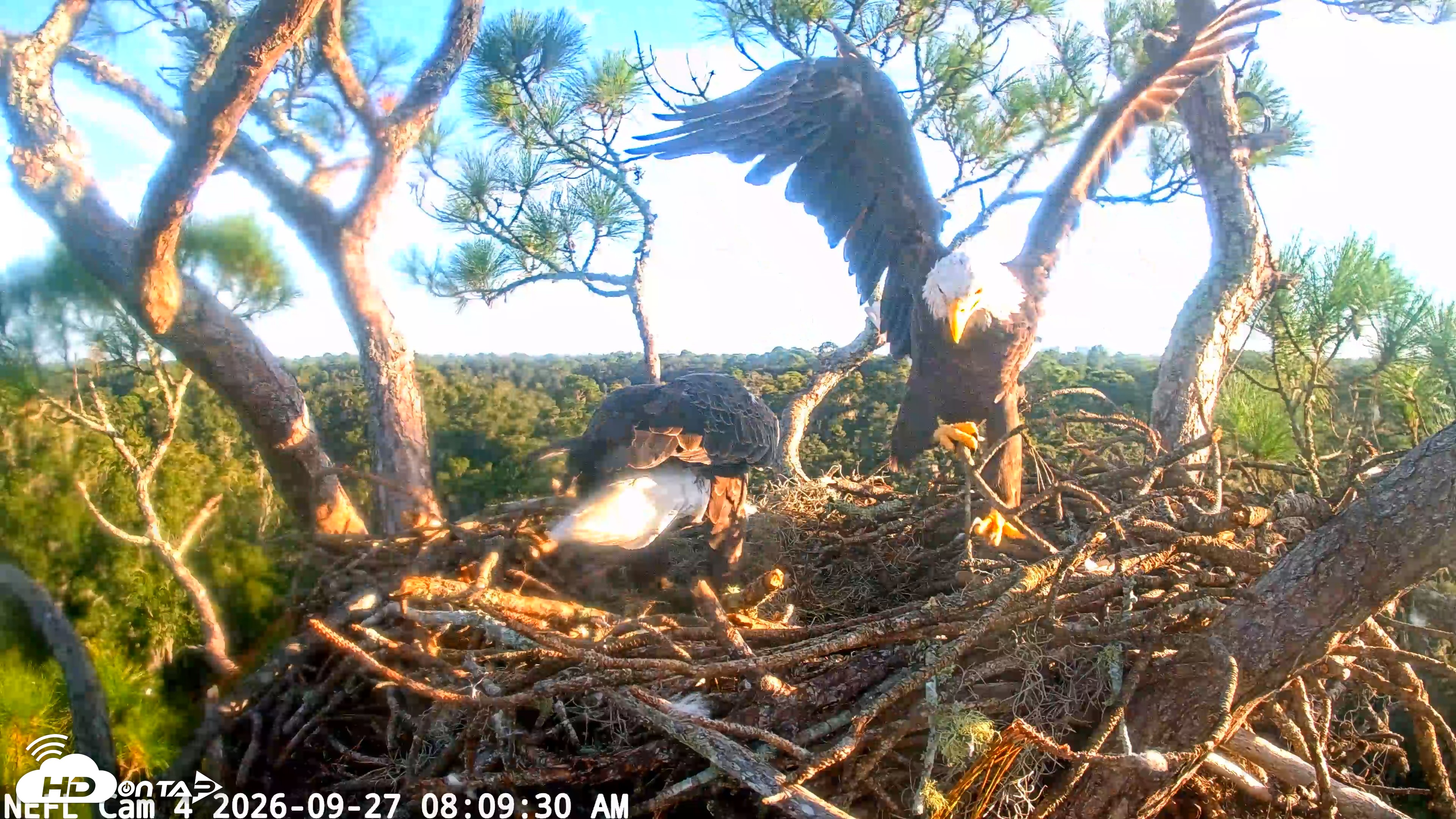 Snapshot of NE Florida Eagles Live Webcam taken Sep 27, 2026, 8:10am EDT