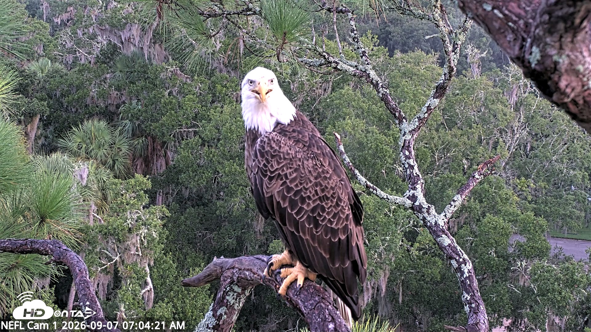Snapshot of NE Florida Eagles Live Webcam taken Sep 7, 2026, 7:05am EDT