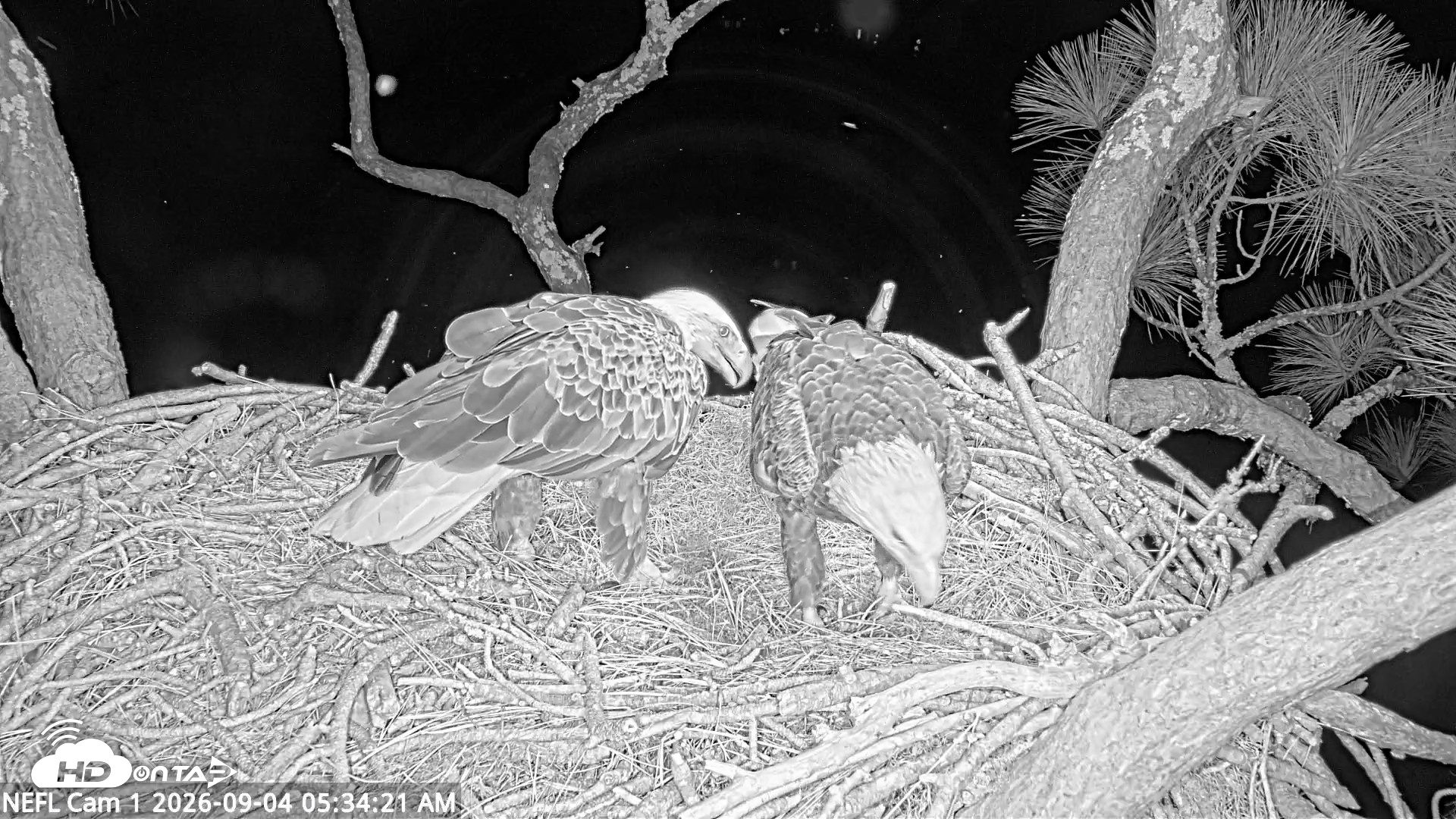 Snapshot of NE Florida Eagles Live Webcam taken Sep 4, 2026, 5:35am EDT