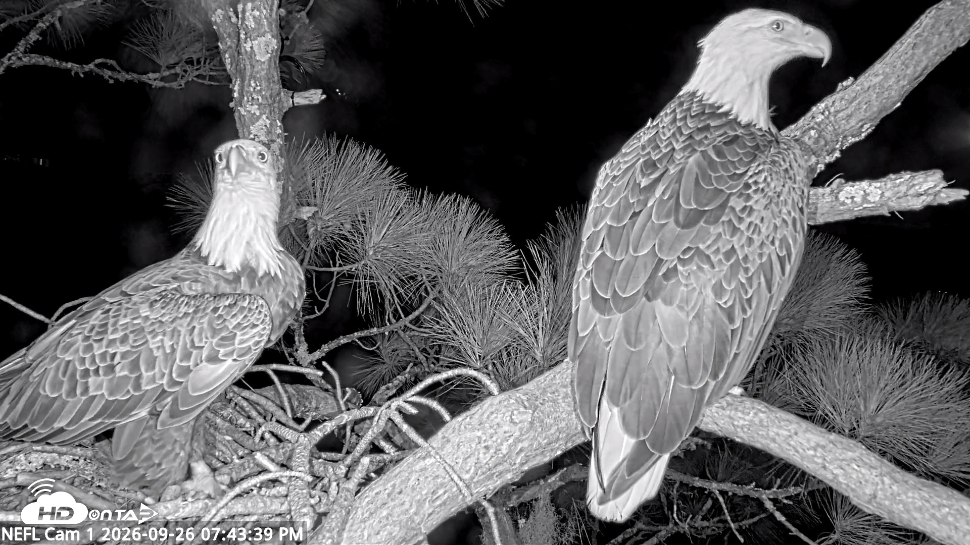 Snapshot of NE Florida Eagles Live Webcam taken Sep 26, 2026, 7:45pm EDT