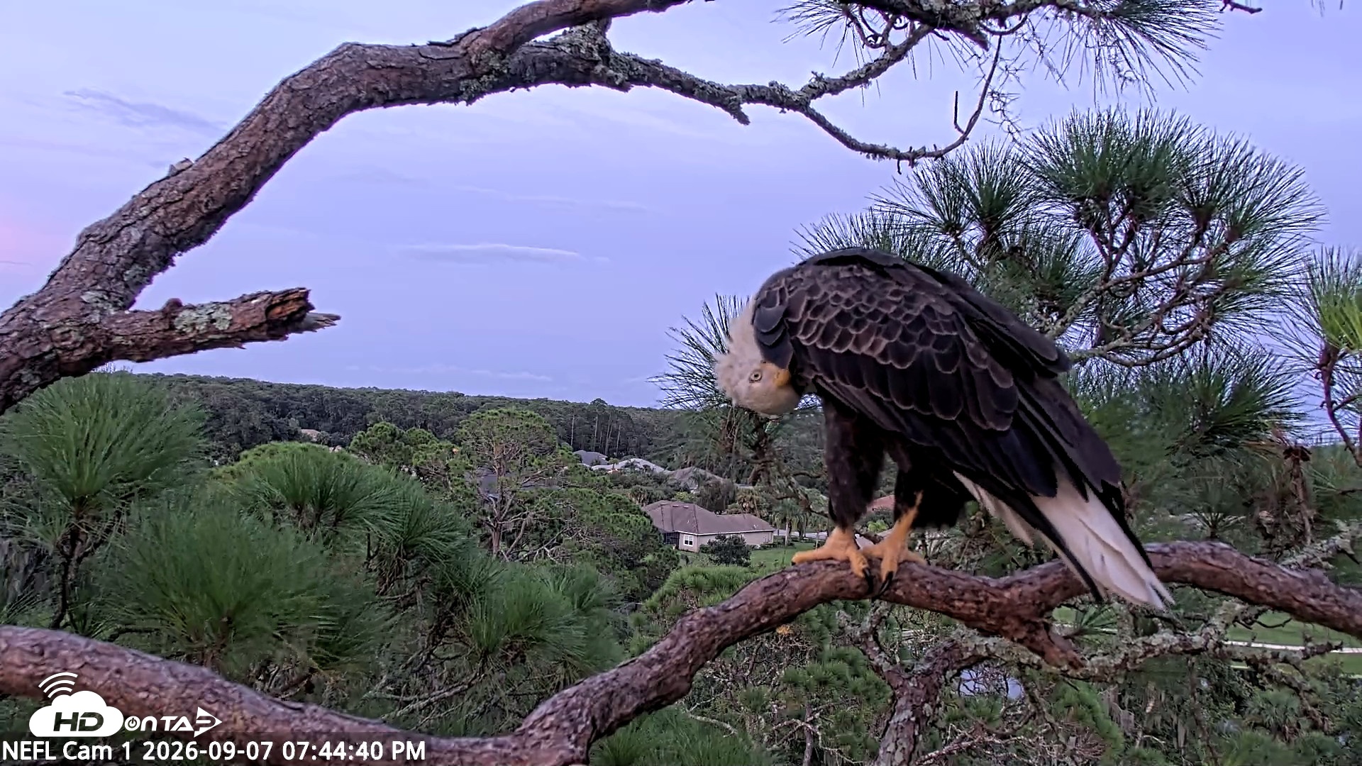 Snapshot of NE Florida Eagles Live Webcam taken Sep 7, 2026, 7:45pm EDT