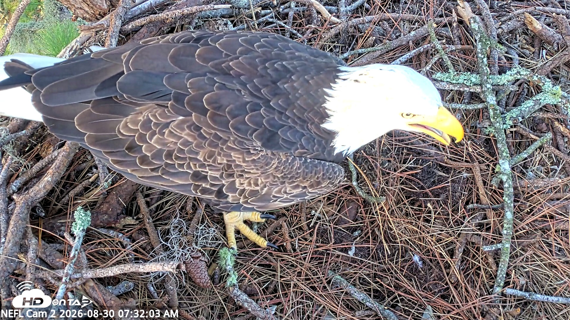 Snapshot of NE Florida Eagles Live Webcam taken Aug 30, 2026, 7:33am EDT