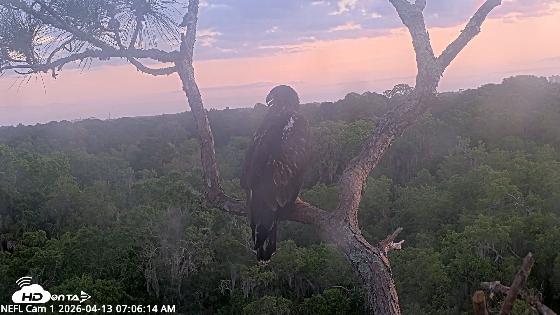 Snapshot of NE Florida Eagles Live Webcam taken Apr 13, 2026, 7:07am EDT
