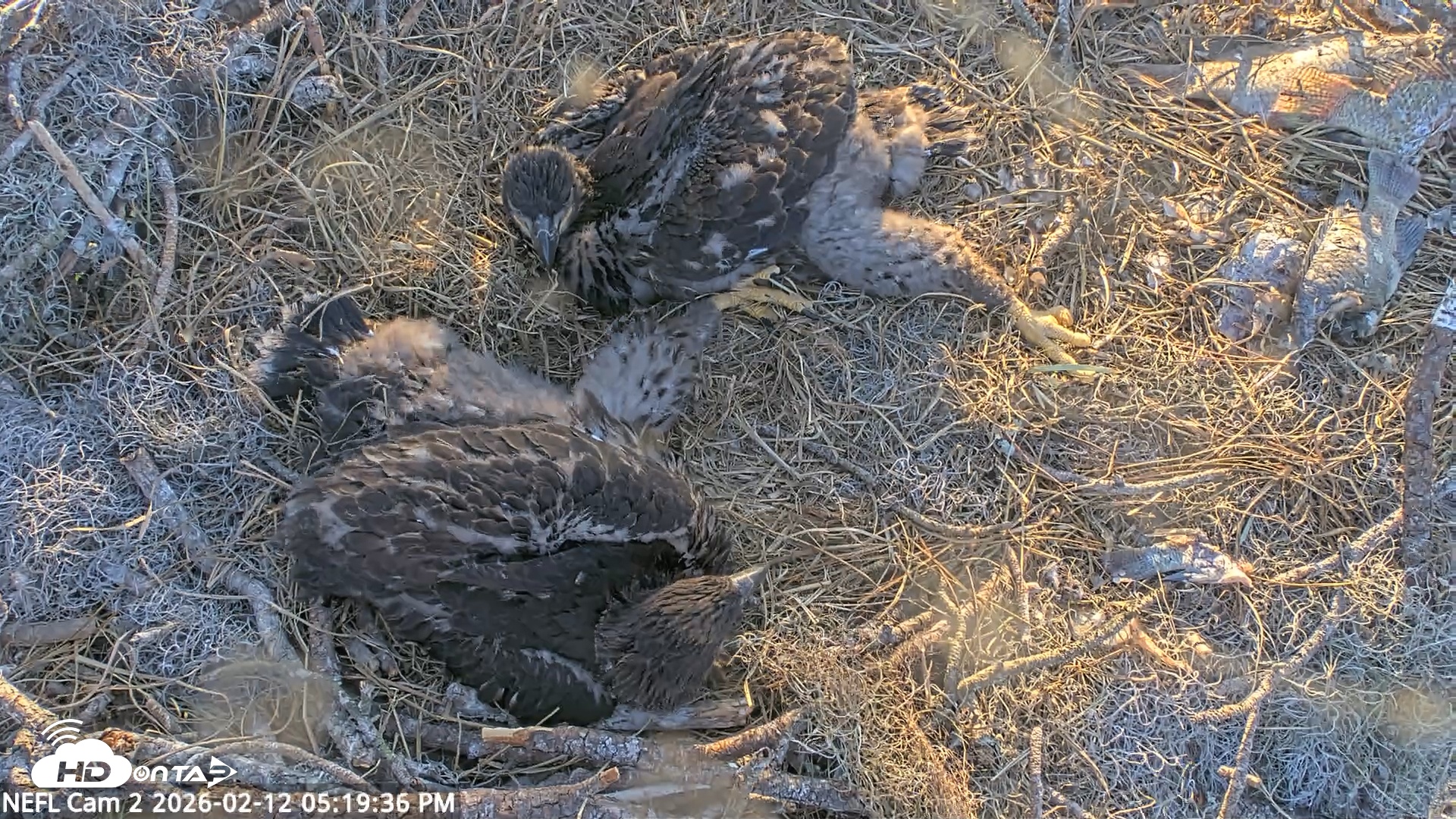 Snapshot of NE Florida Eagles Live Webcam taken Feb 12, 2026, 5:20pm EST