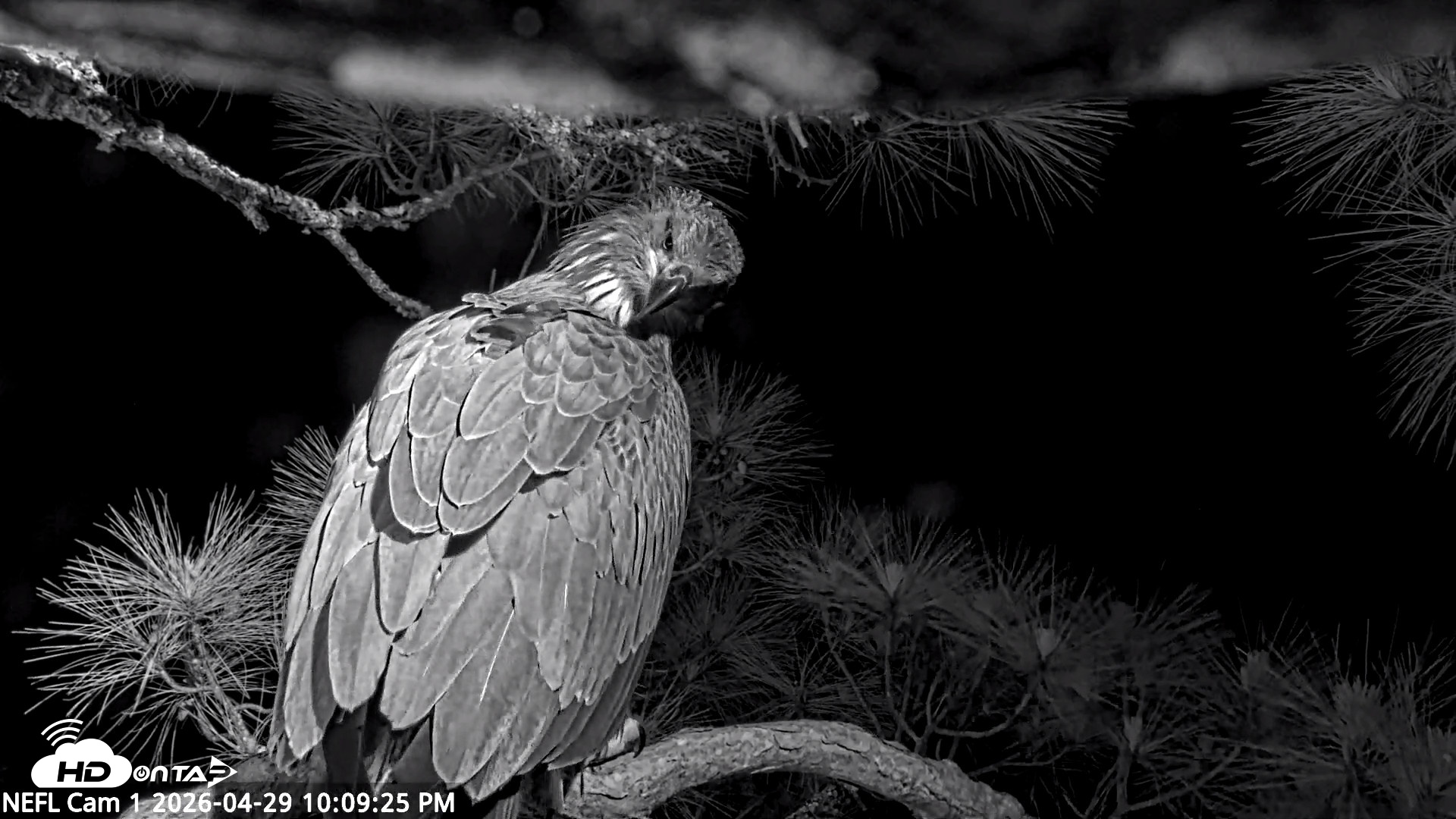 Snapshot of NE Florida Eagles Live Webcam taken Apr 29, 2026, 10:10pm EDT