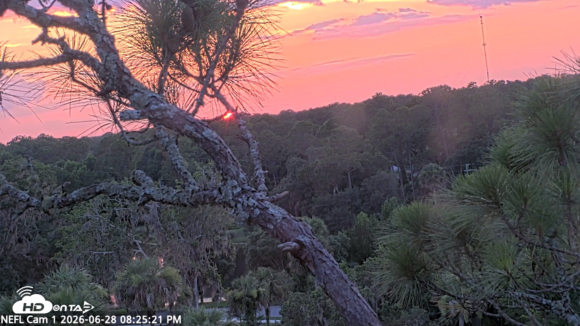 Snapshot of NE Florida Eagles Live Webcam taken Jun 28, 2026, 8:26pm EDT