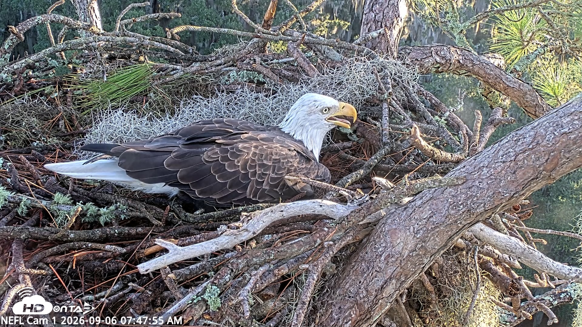 Snapshot of NE Florida Eagles Live Webcam taken Sep 6, 2026, 7:48am EDT