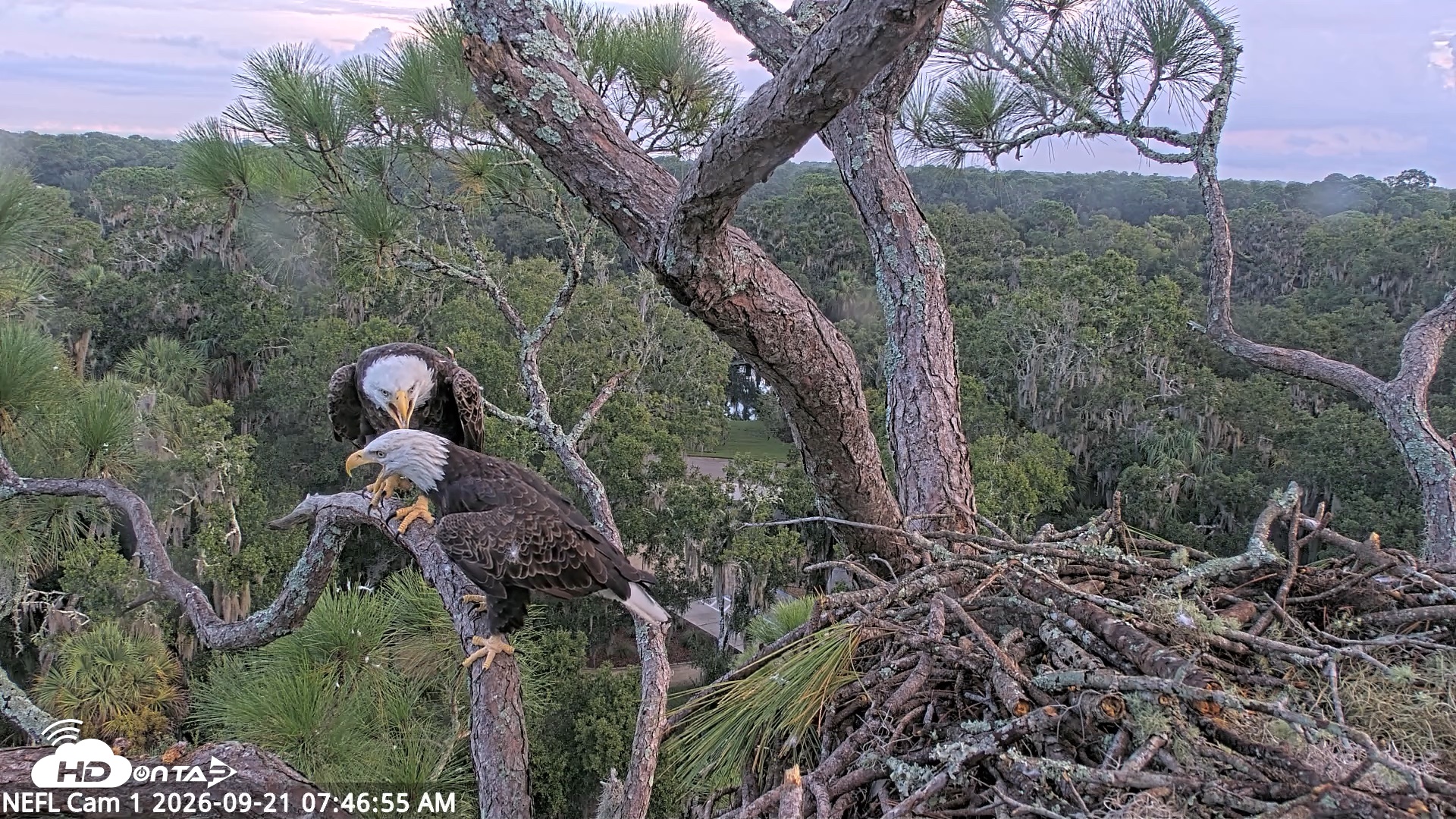 Snapshot of NE Florida Eagles Live Webcam taken Sep 21, 2026, 7:47am EDT