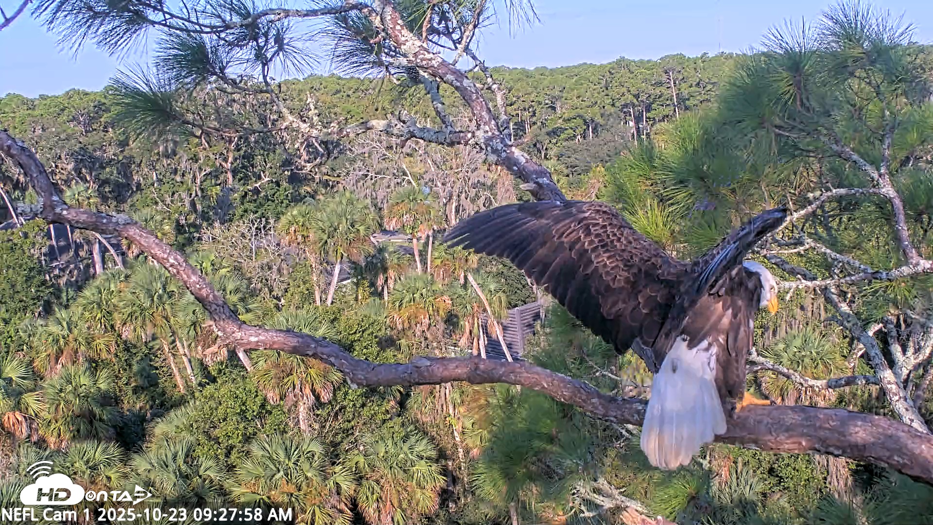 Snapshot of NE Florida Eagles Live Webcam taken Oct 23, 2025, 9:28am EDT