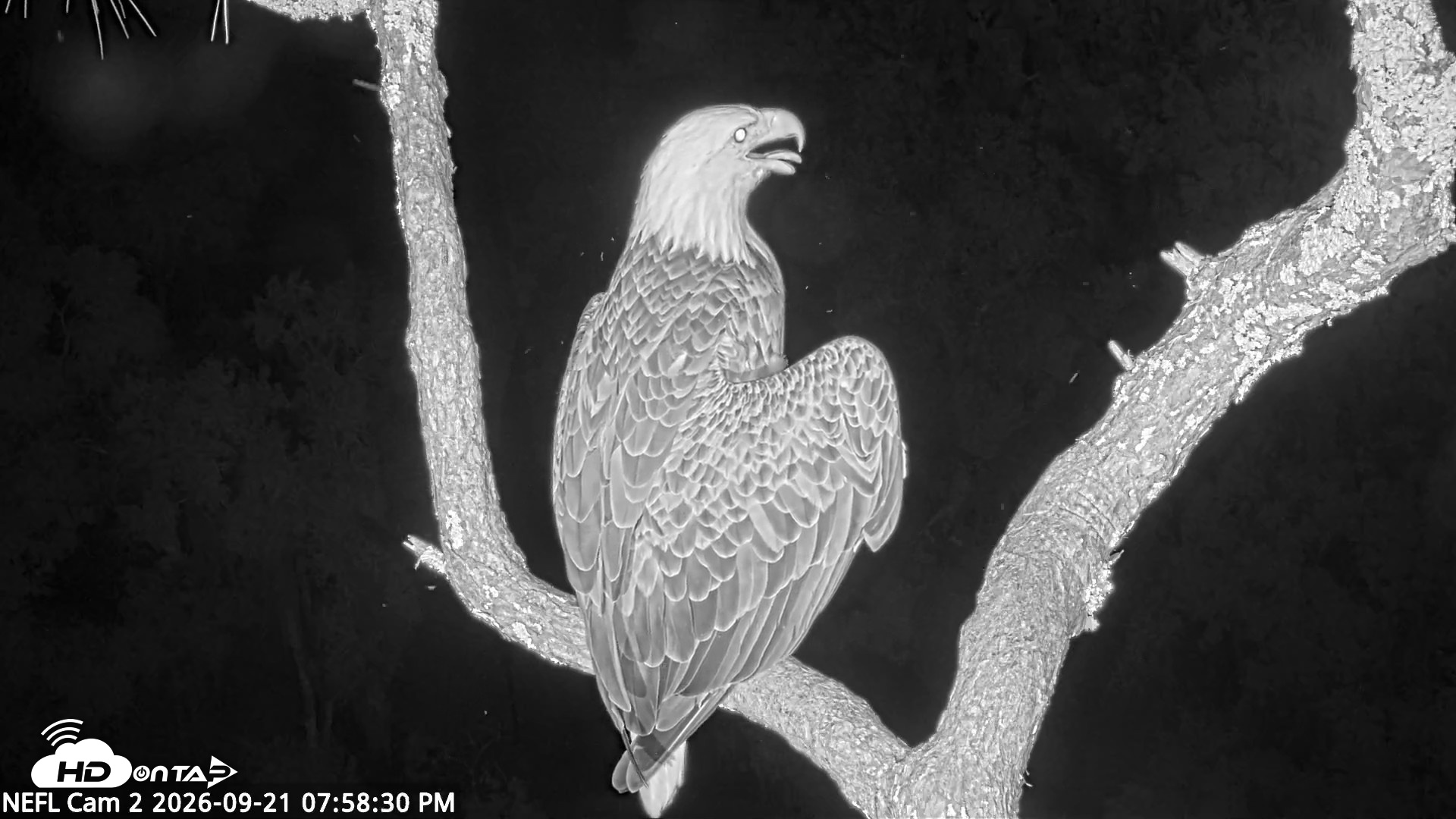 Snapshot of NE Florida Eagles Live Webcam taken Sep 21, 2026, 7:59pm EDT