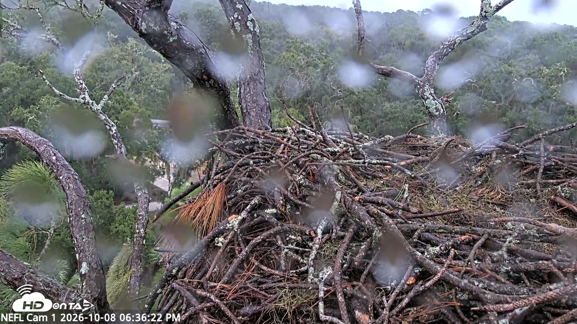 Snapshot of NE Florida Eagles Live Webcam taken Oct 8, 2026, 6:37pm EDT