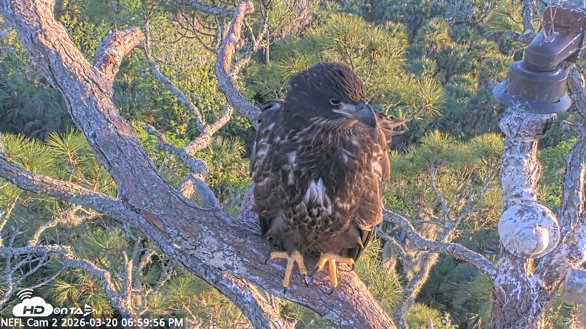 Snapshot of NE Florida Eagles Live Webcam taken Mar 20, 2026, 7:00pm EDT