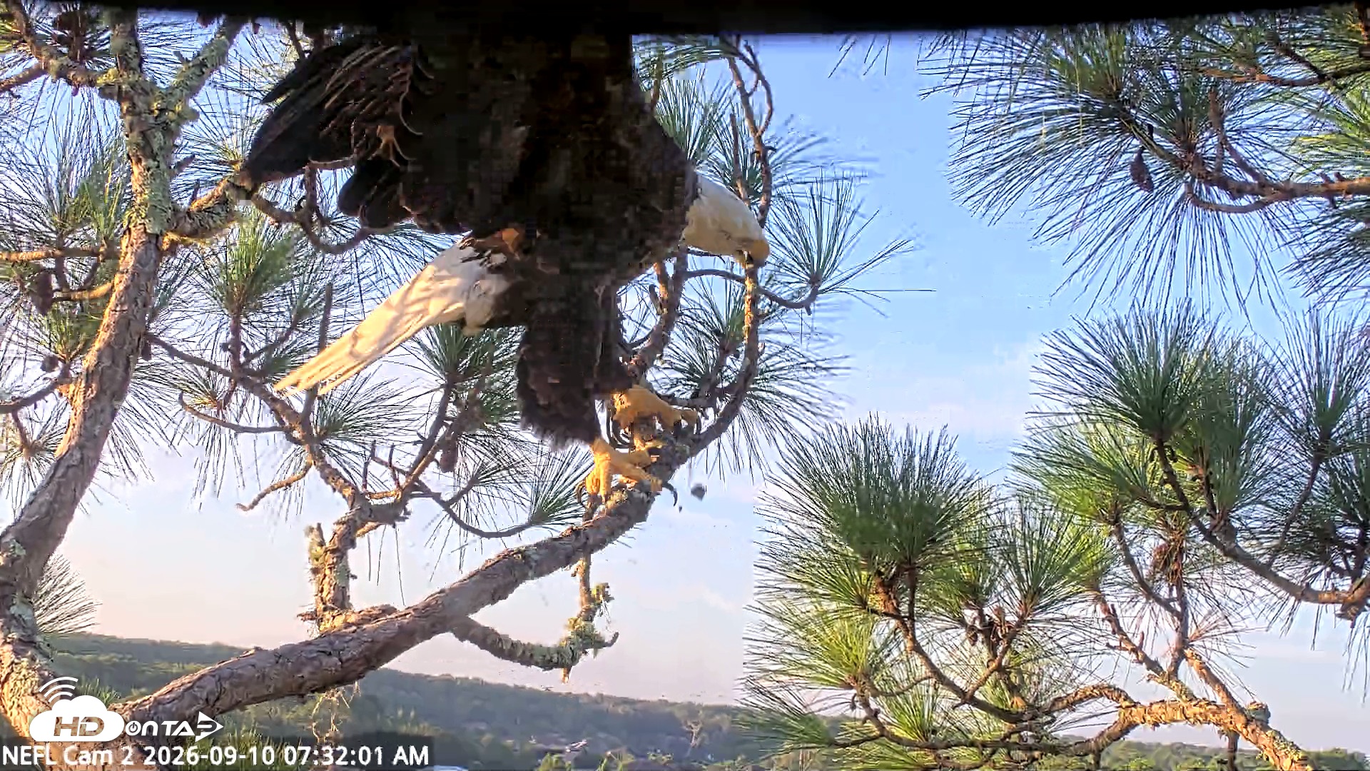 Snapshot of NE Florida Eagles Live Webcam taken Sep 10, 2026, 7:32am EDT