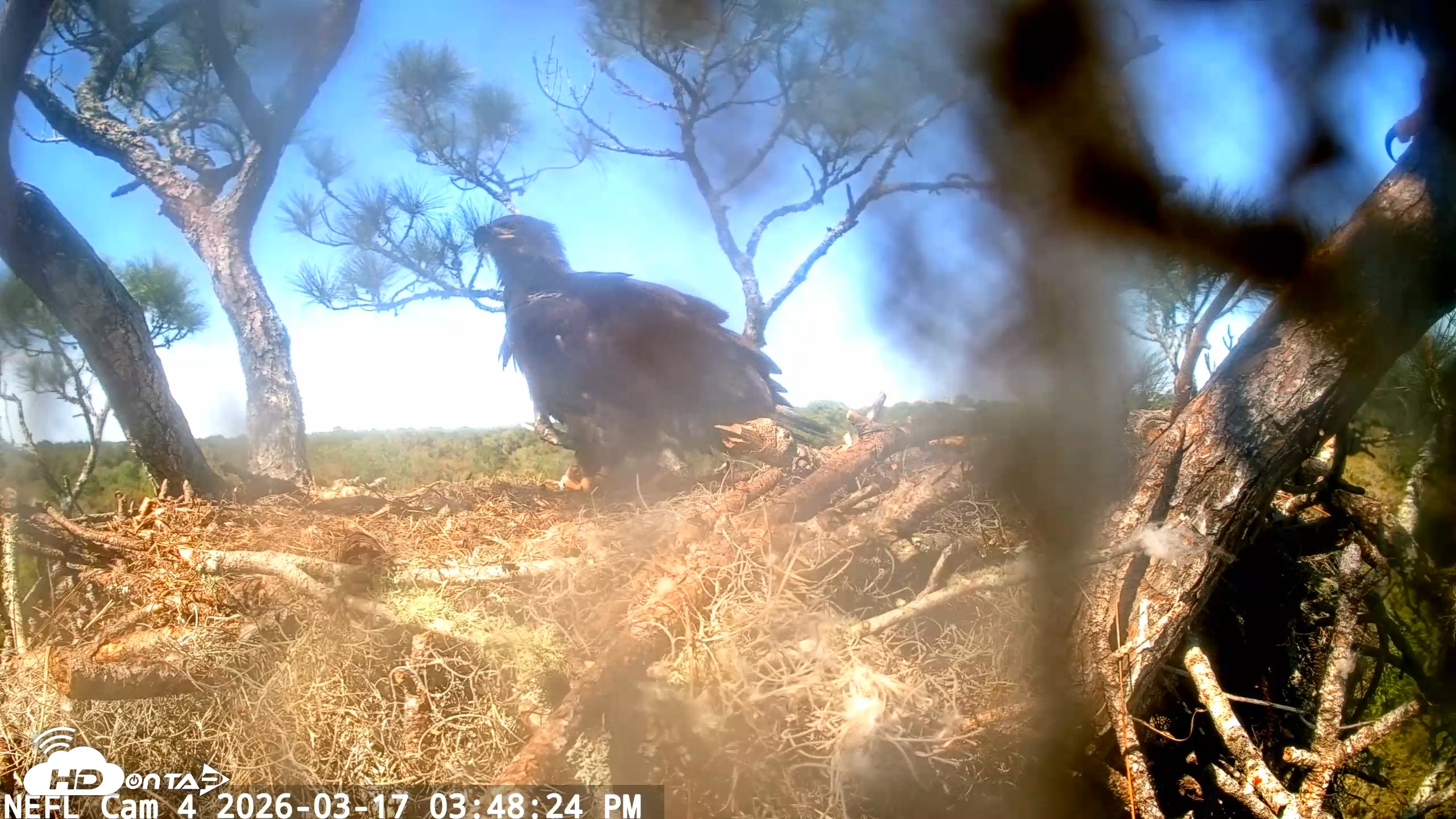 Snapshot of NE Florida Eagles Live Webcam taken Mar 17, 2026, 3:49pm EDT