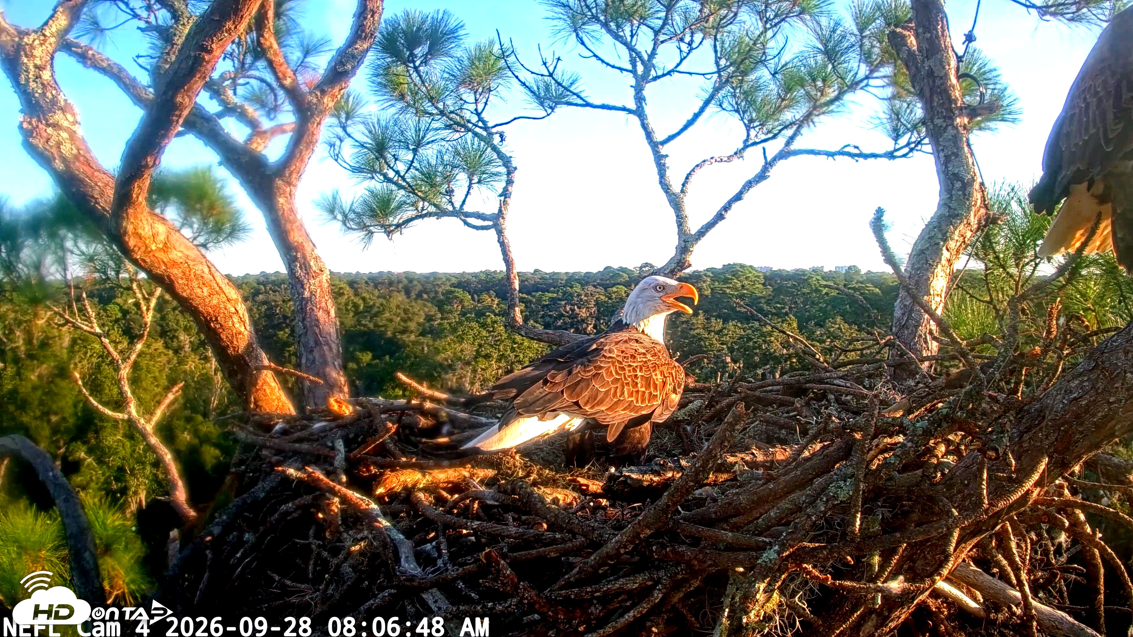 Snapshot of NE Florida Eagles Live Webcam taken Sep 28, 2026, 8:07am EDT
