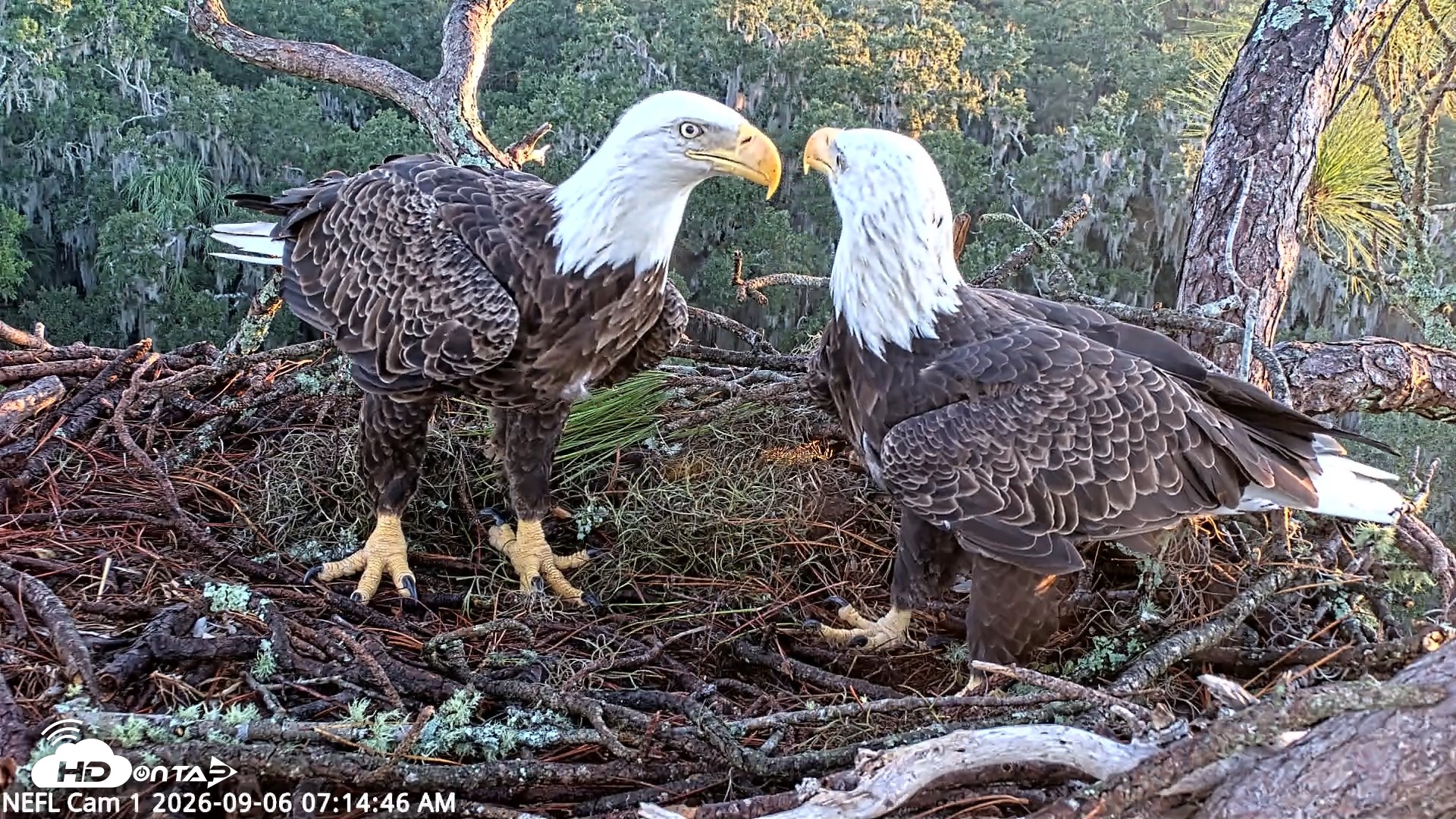 Snapshot of NE Florida Eagles Live Webcam taken Sep 6, 2026, 7:15am EDT