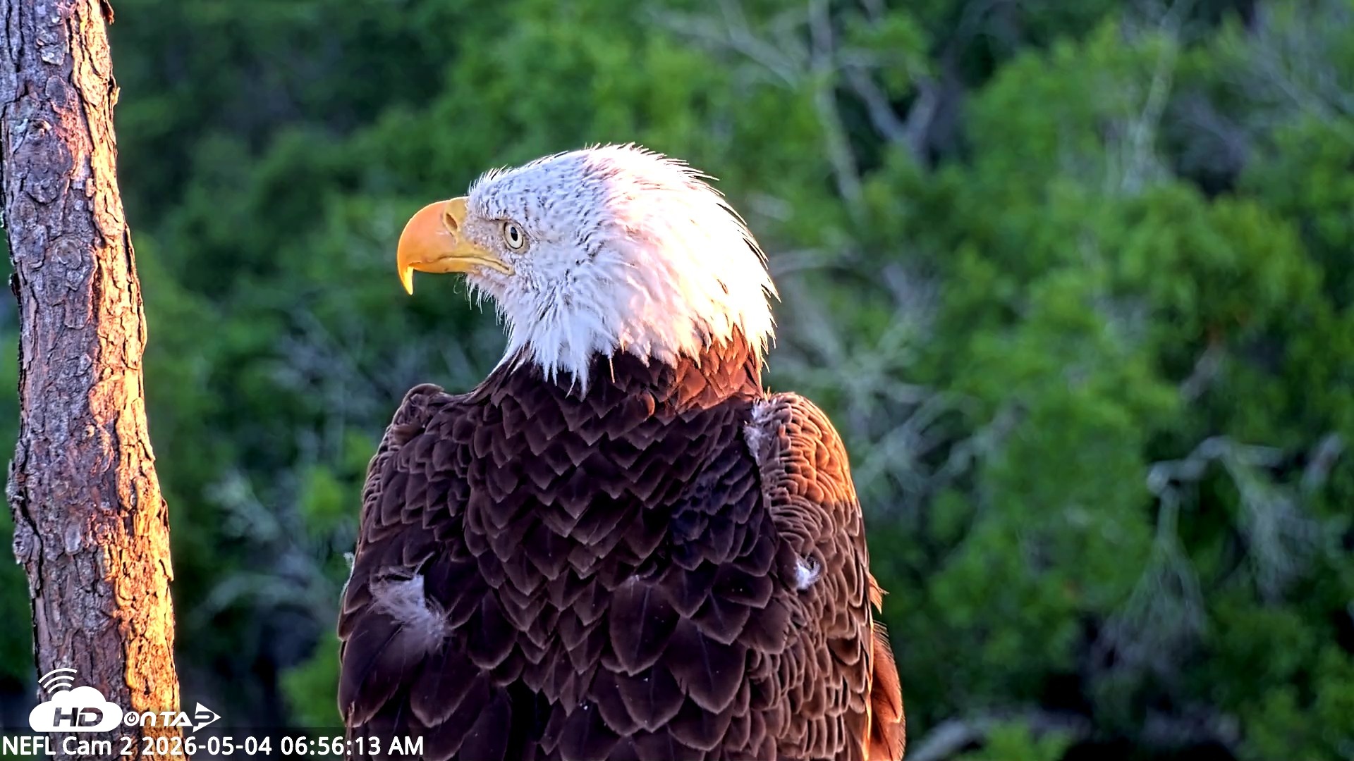 Snapshot of NE Florida Eagles Live Webcam taken May 4, 2026, 6:57am EDT