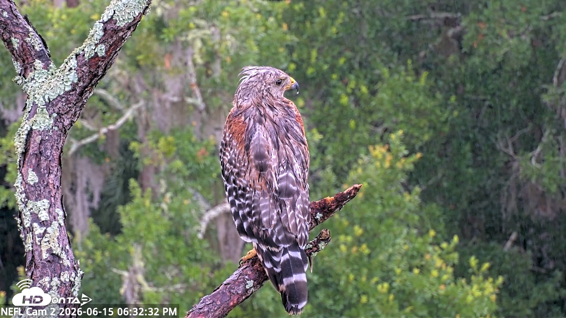 Snapshot of NE Florida Eagles Live Webcam taken Jun 15, 2026, 6:33pm EDT