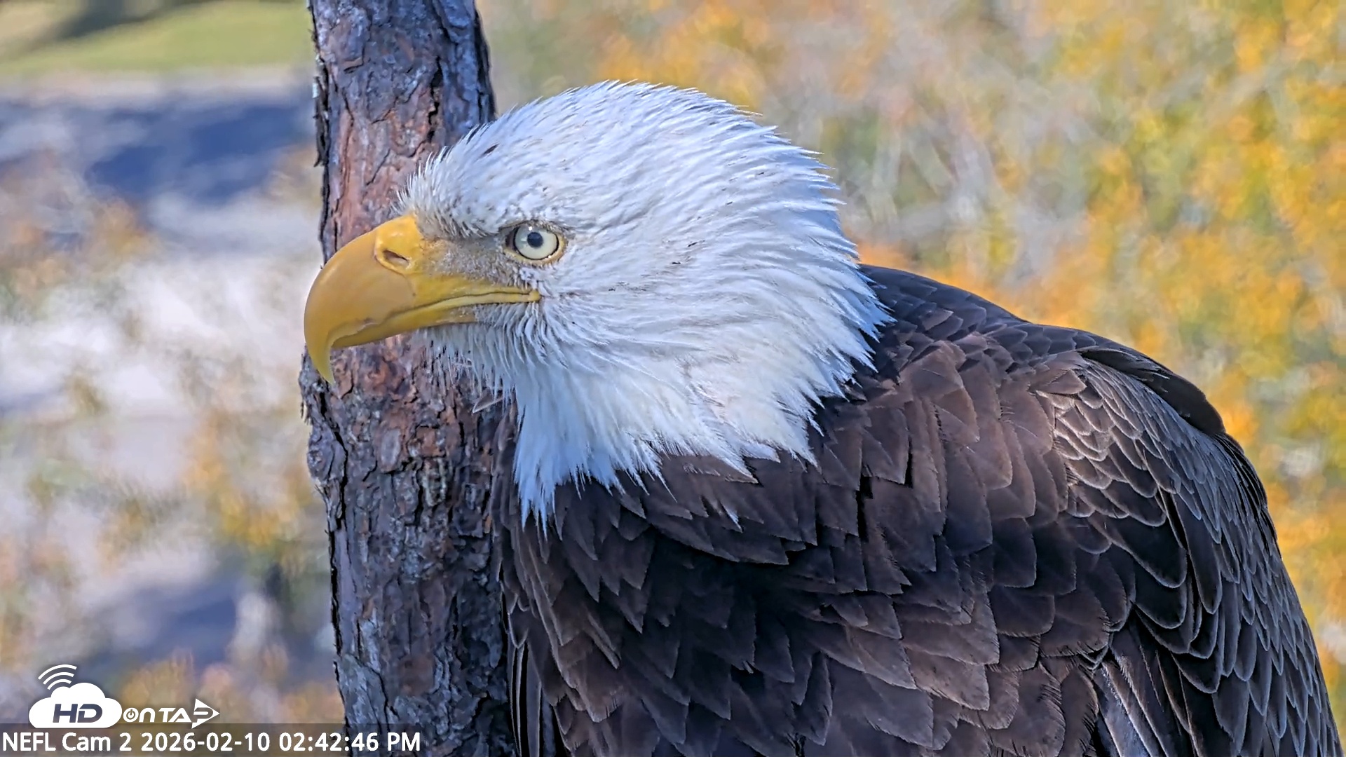 Snapshot of NE Florida Eagles Live Webcam taken Feb 10, 2026, 2:43pm EST