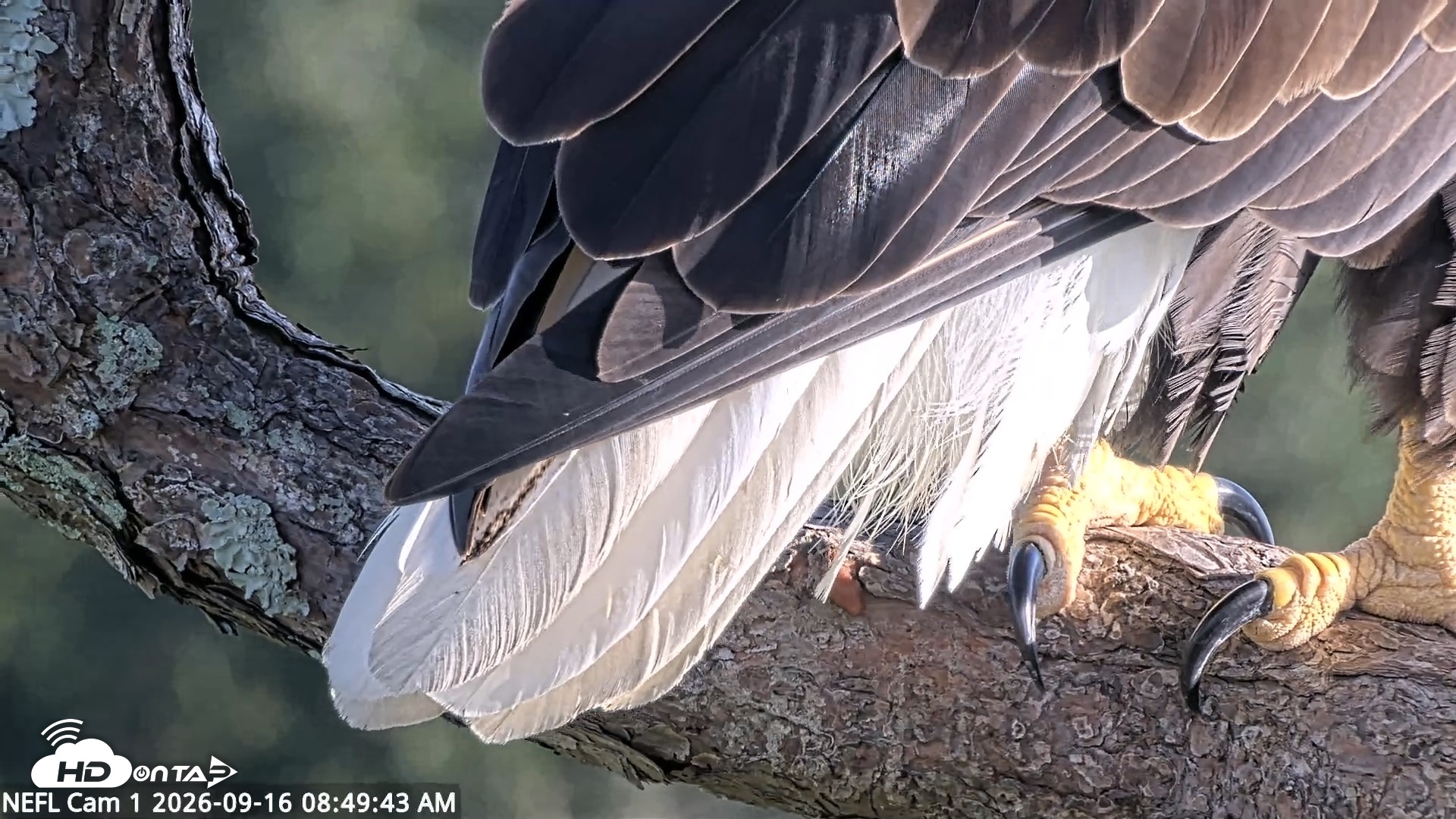 Snapshot of NE Florida Eagles Live Webcam taken Sep 16, 2026, 8:50am EDT