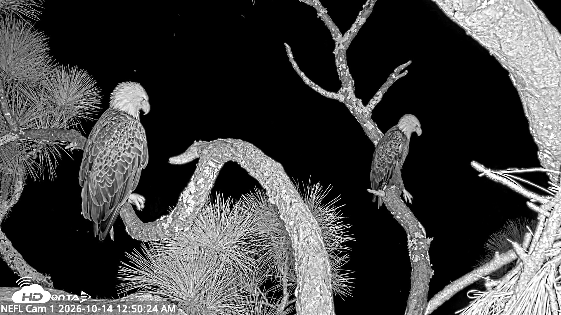 Snapshot of NE Florida Eagles Live Webcam taken Oct 14, 2026, 12:52am EDT