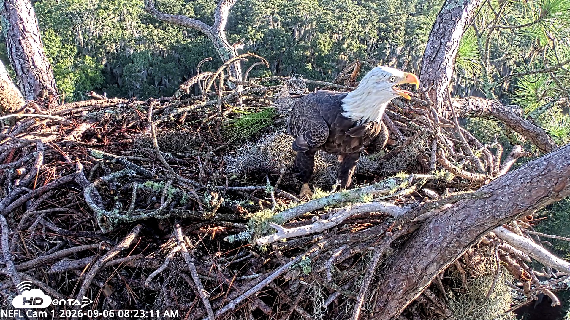Snapshot of NE Florida Eagles Live Webcam taken Sep 6, 2026, 8:24am EDT